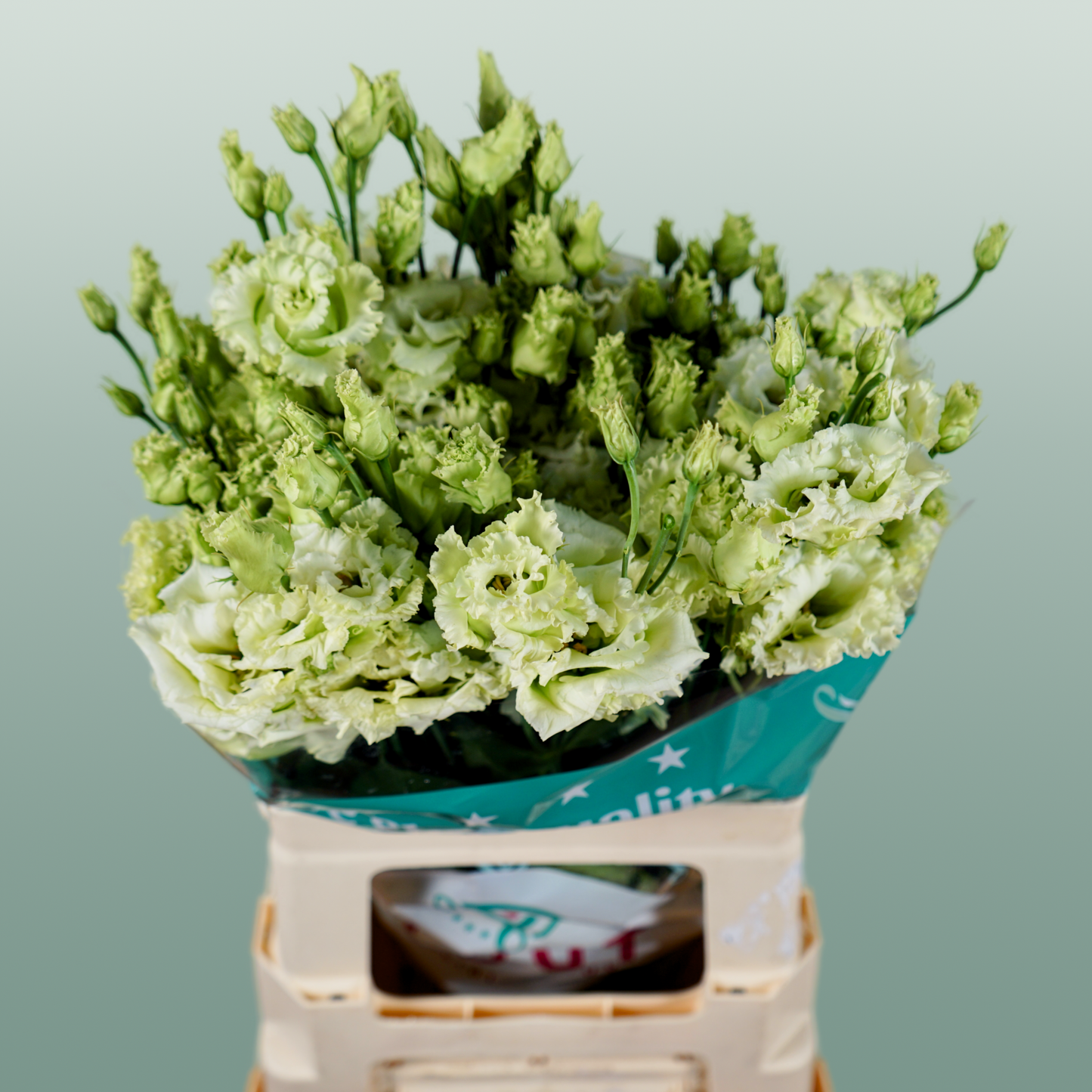 Alissa Green Lisianthus Cut Flowers – 70cm, 10 Stems