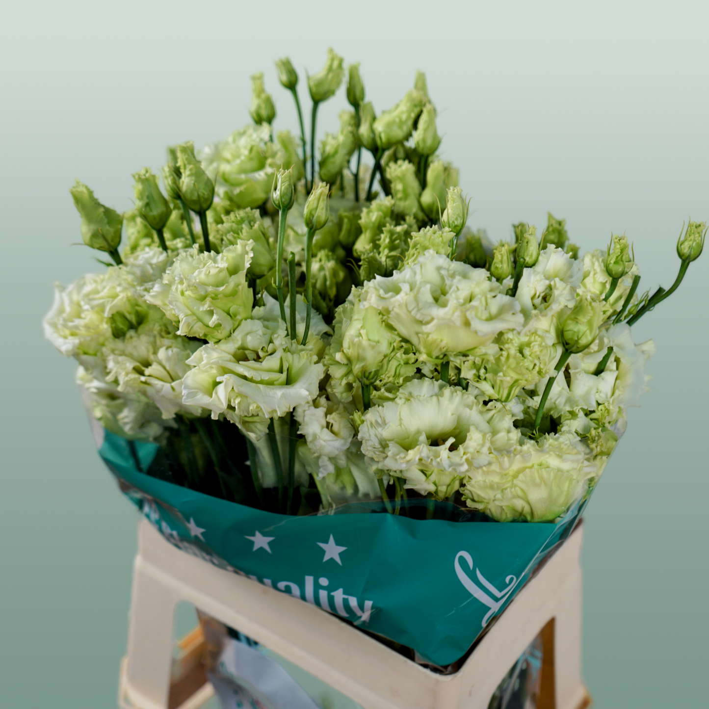 Alissa Green Lisianthus Cut Flowers – 70cm, 10 Stems