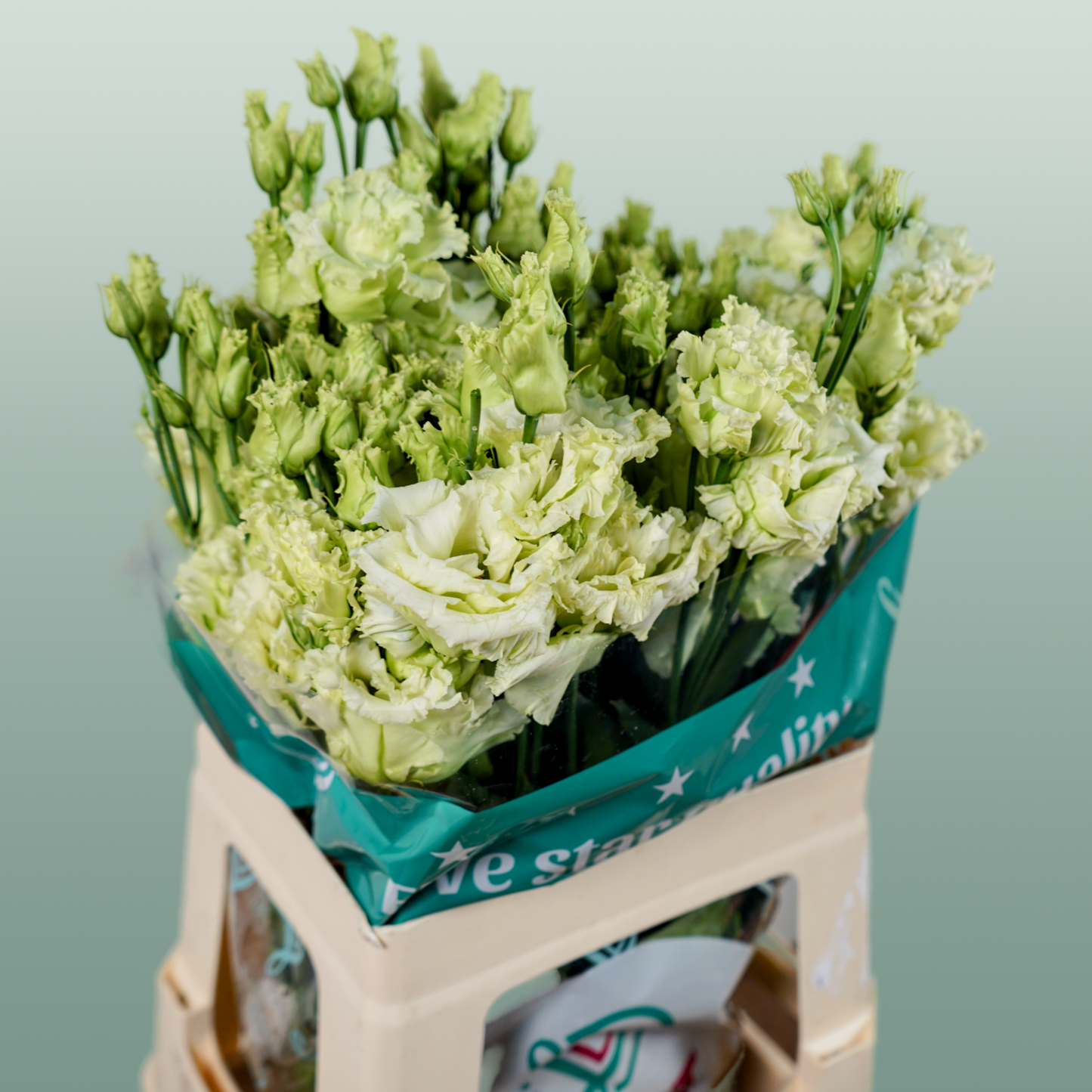 Alissa Green Lisianthus Cut Flowers – 70cm, 10 Stems