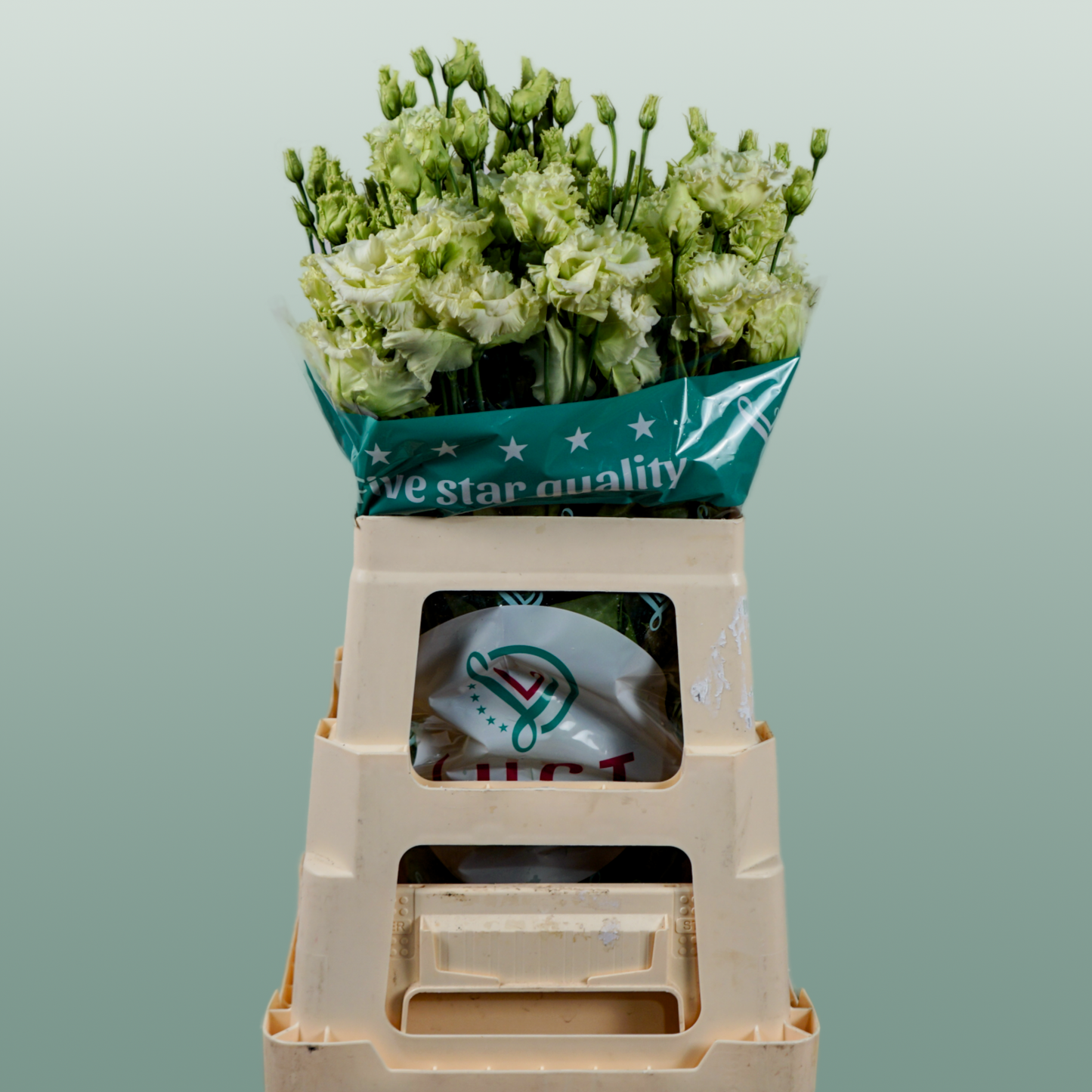 Alissa Green Lisianthus Cut Flowers – 70cm, 10 Stems
