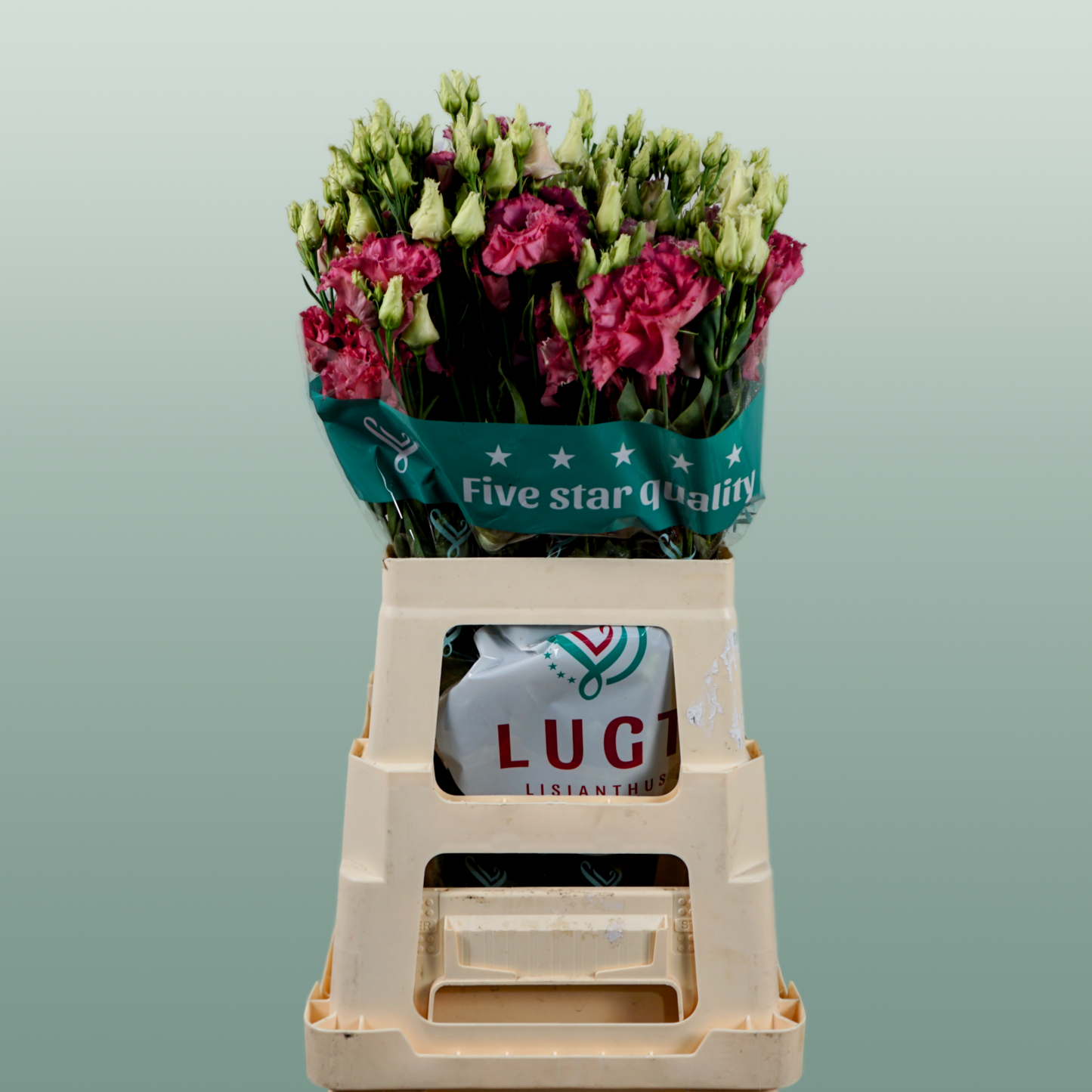 Lisianthus - Eustoma - Alissa Rose Pink