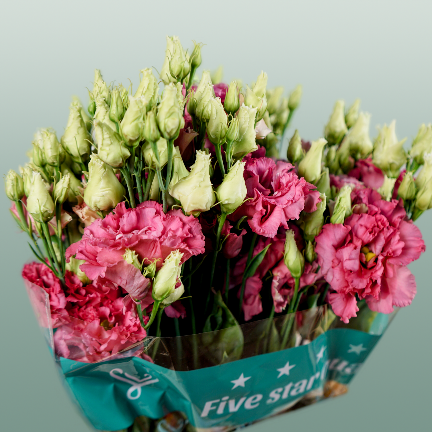 Lisianthus - Eustoma - Alissa Rose Pink