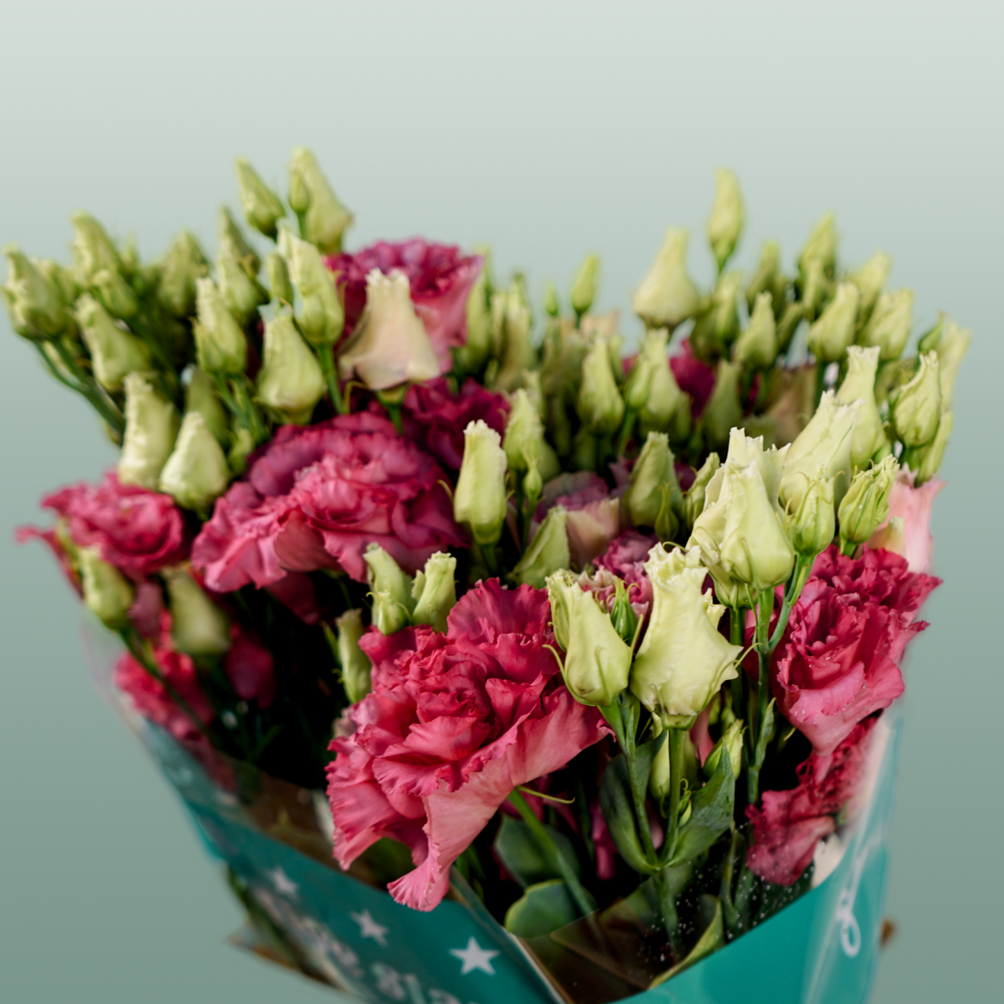 Lisianthus - Eustoma - Alissa Rose Pink