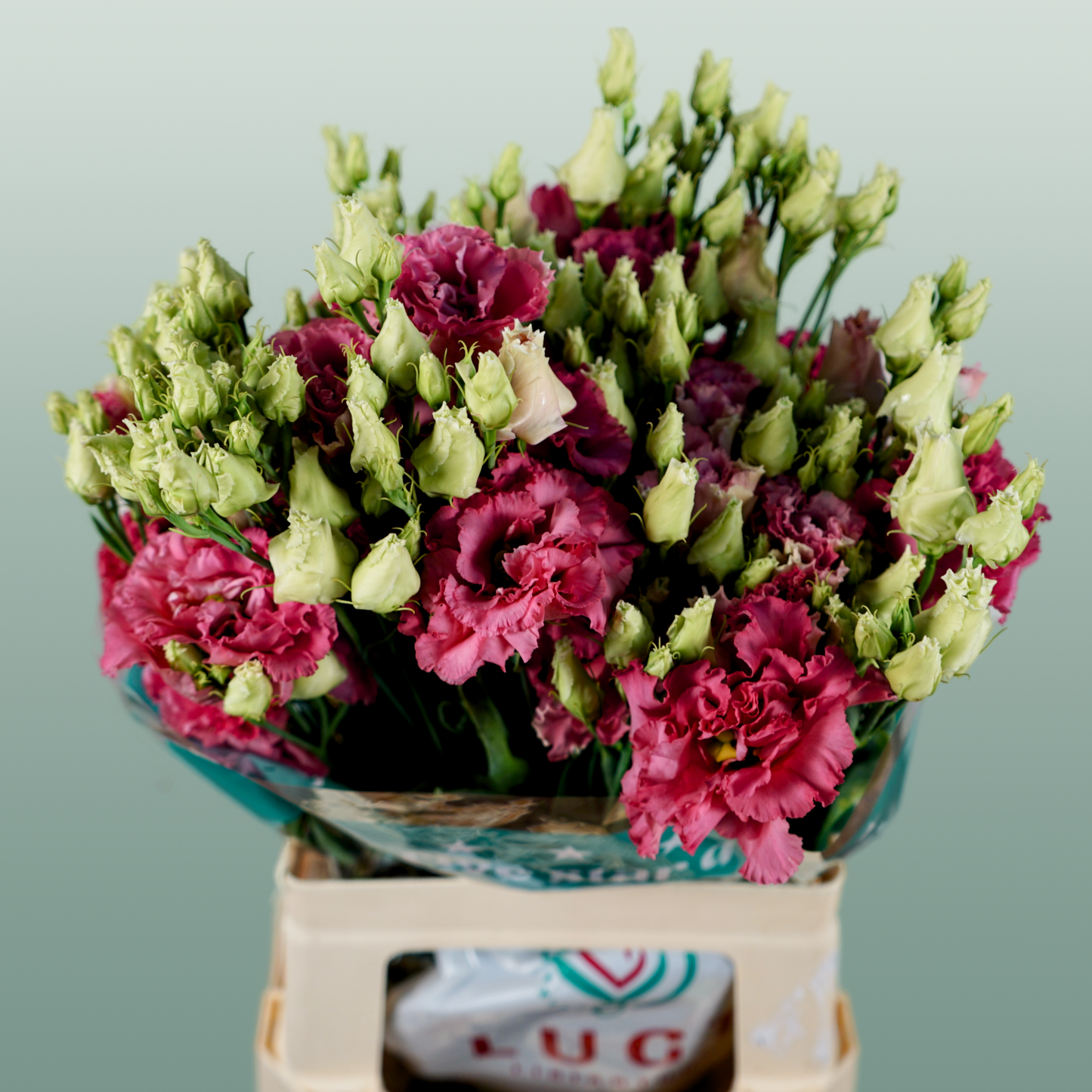 Lisianthus - Eustoma - Alissa Rose Pink