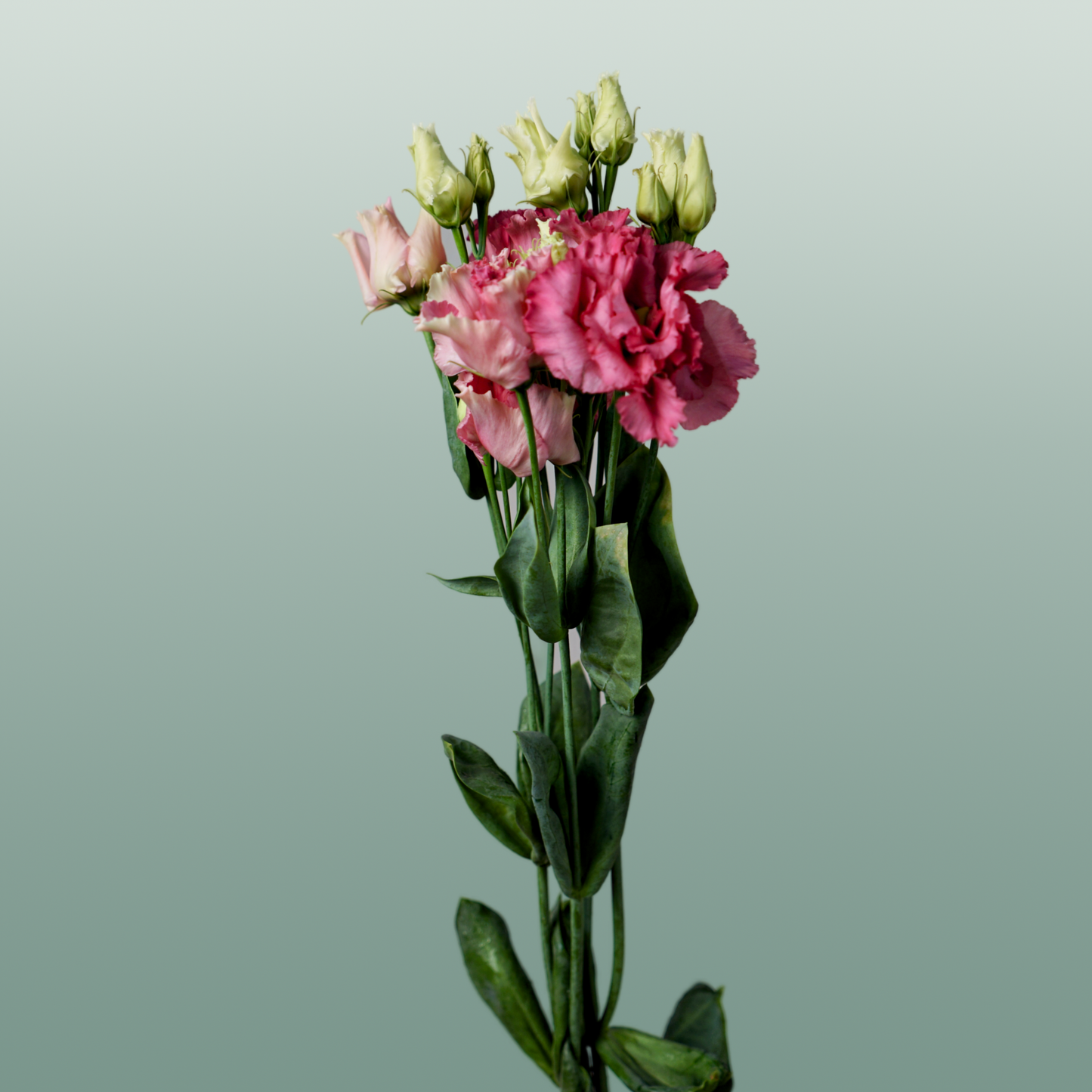 Lisianthus - Eustoma - Alissa Rose Pink