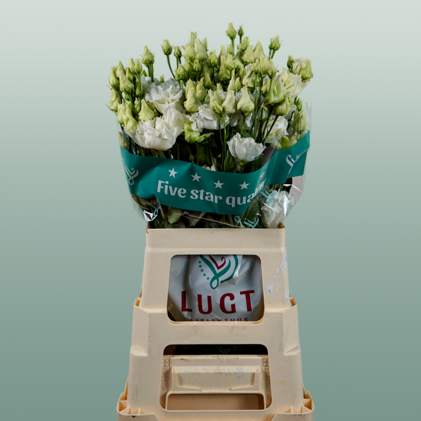White Lisianthus ‘Alissa White’ – 70cm Cut Stems