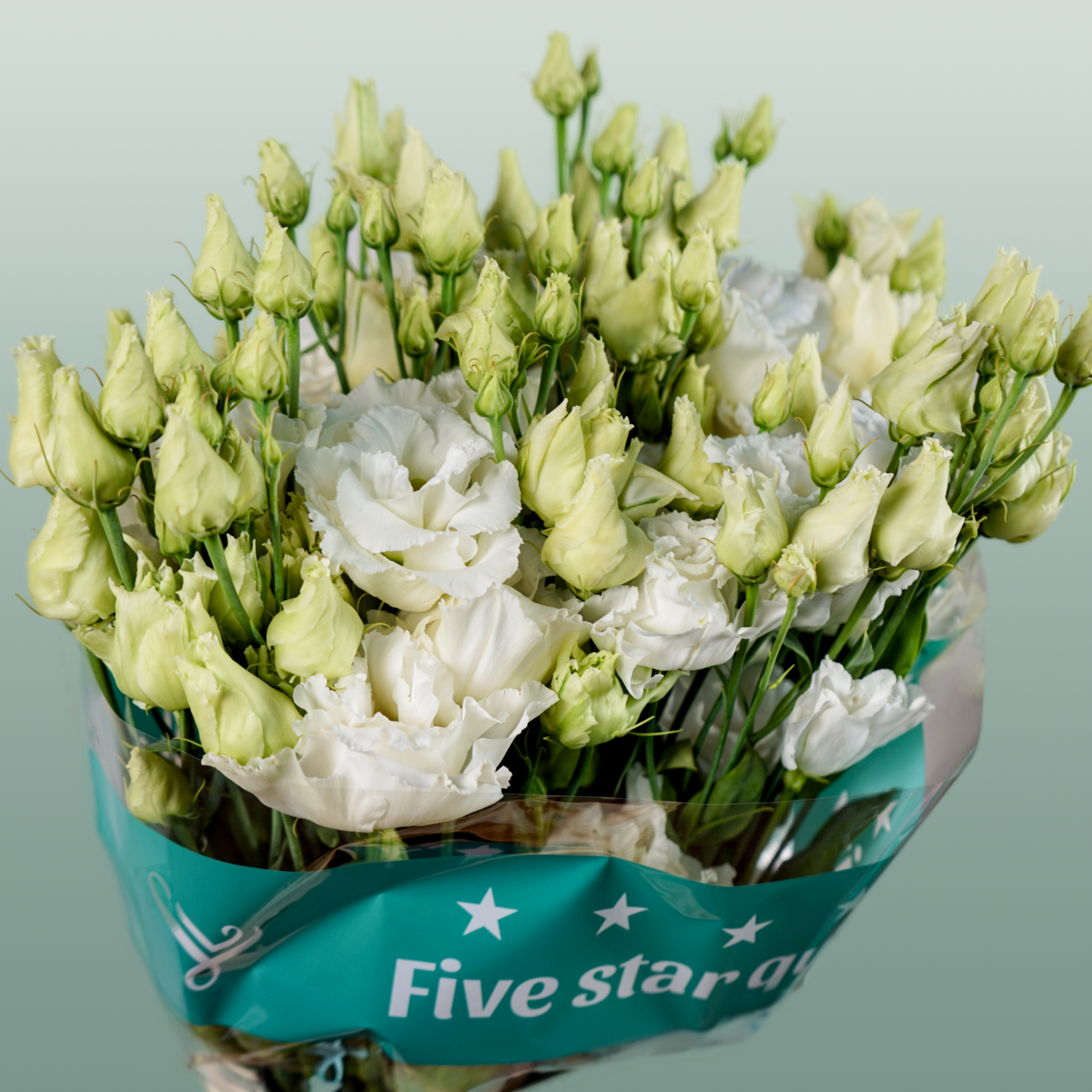 White Lisianthus ‘Alissa White’ – 70cm Cut Stems