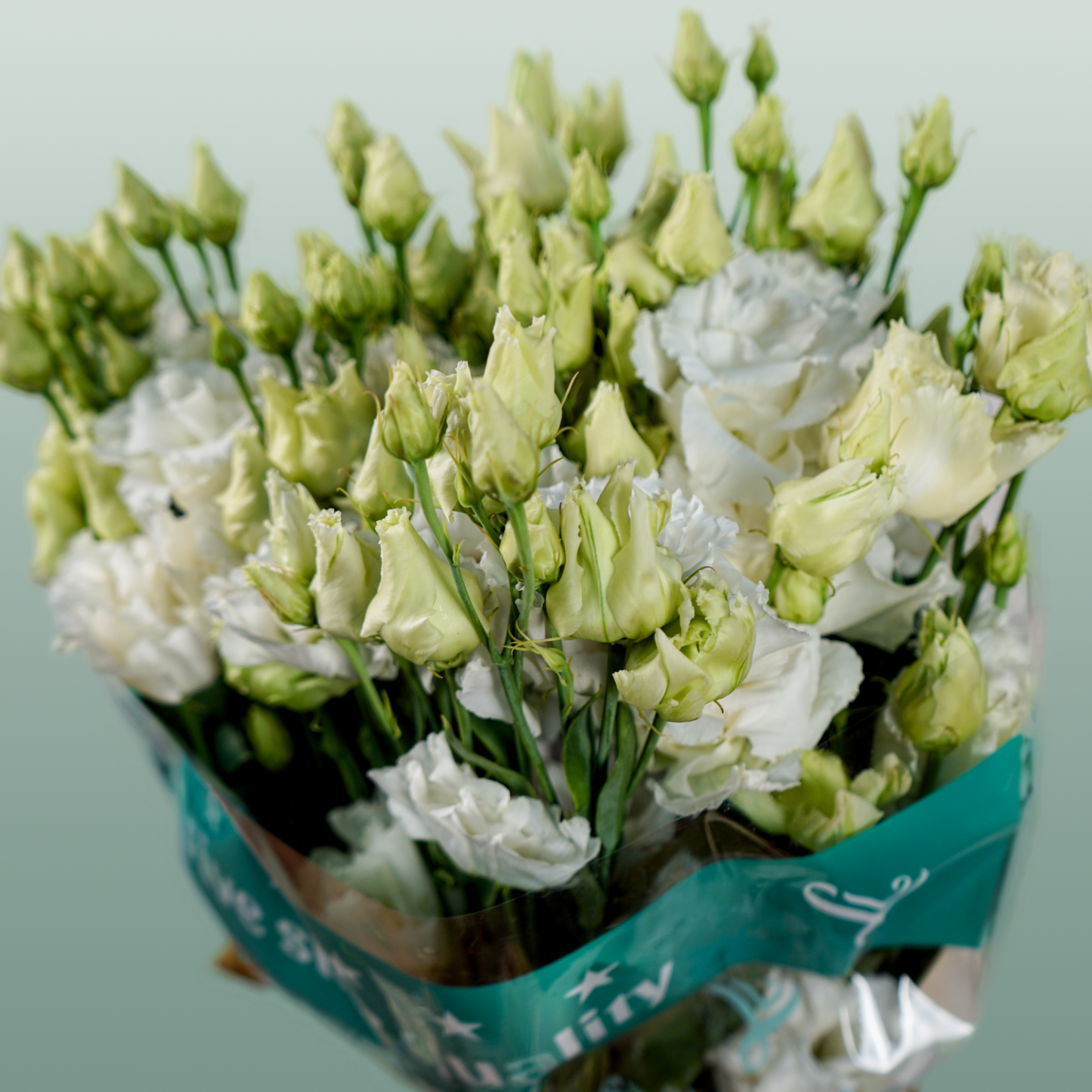 White Lisianthus ‘Alissa White’ – 70cm Cut Stems