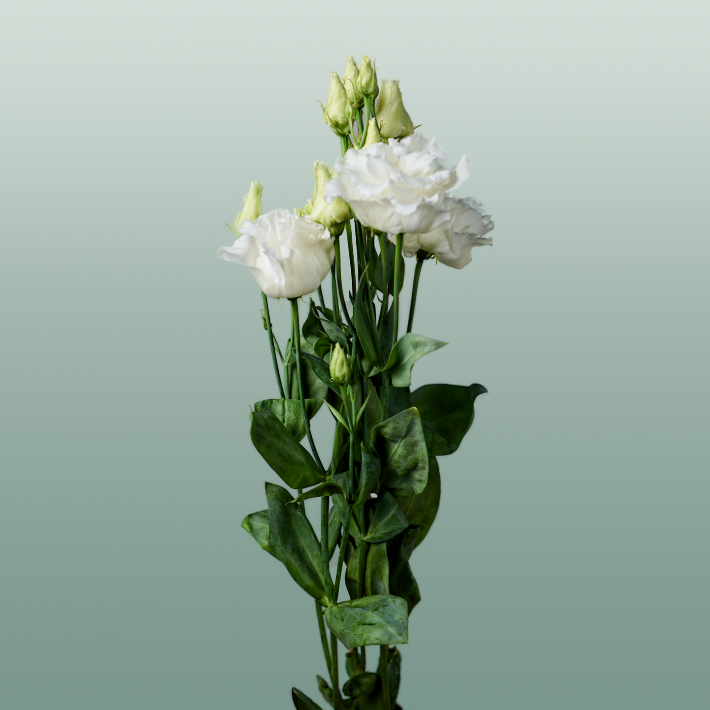White Lisianthus ‘Alissa White’ – 70cm Cut Stems
