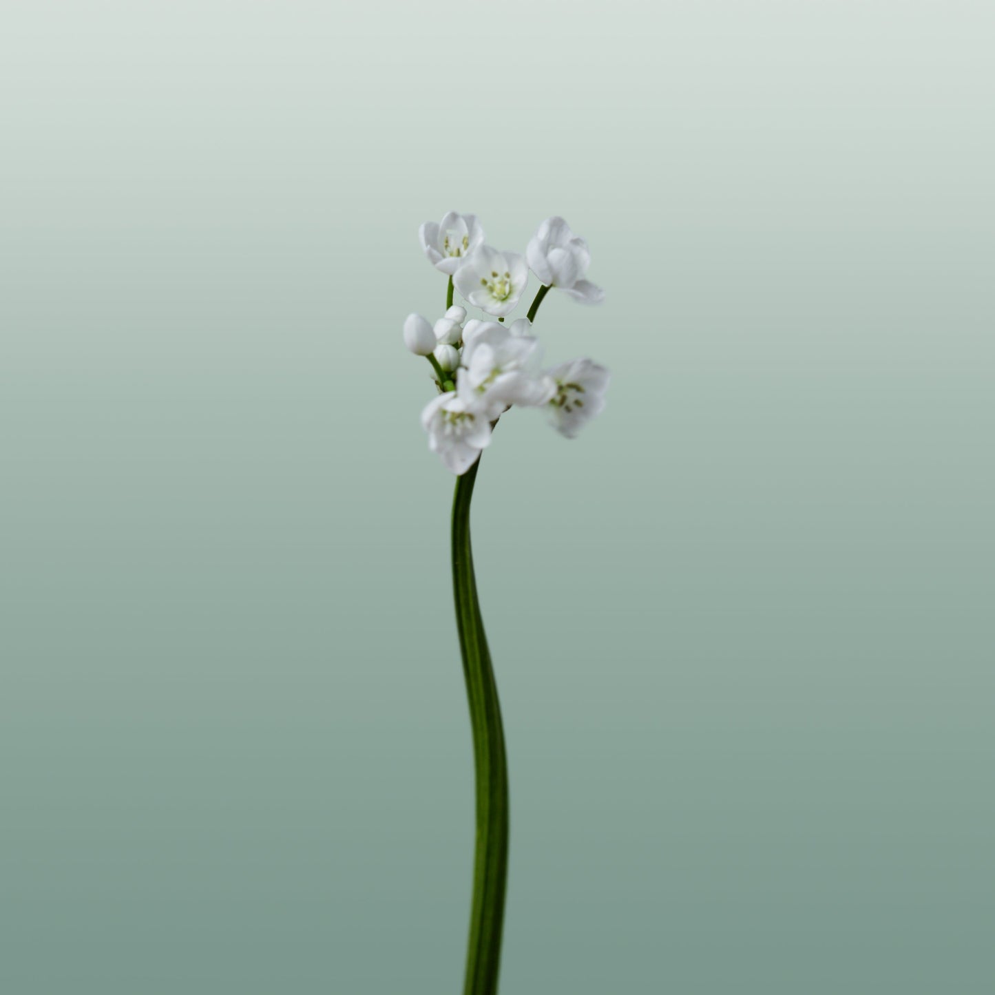 Allium Flocon