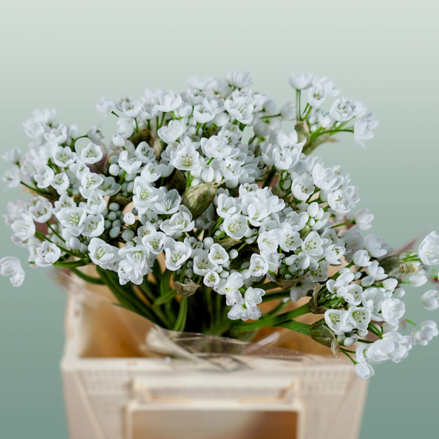 Allium Flocon