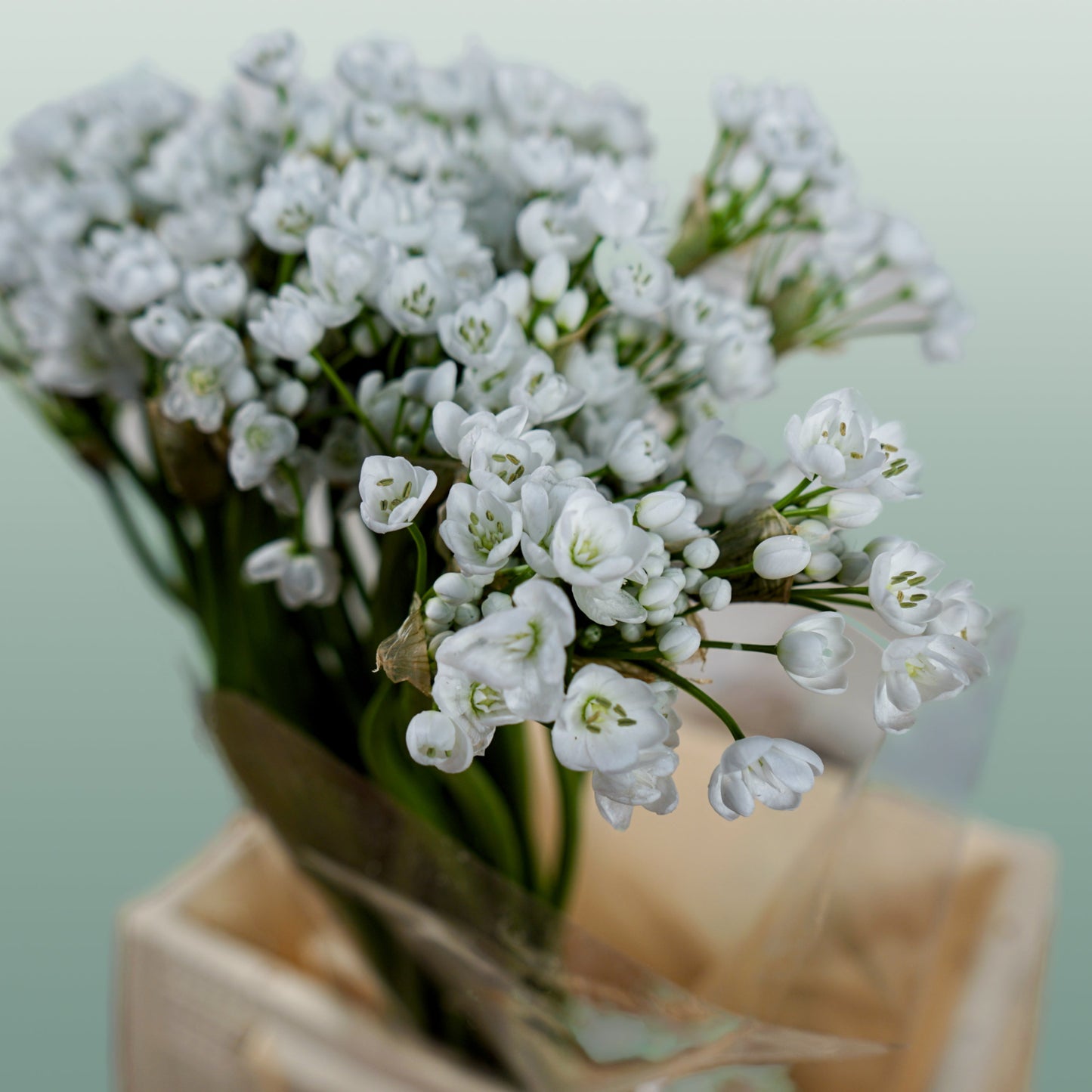 Allium Flocon