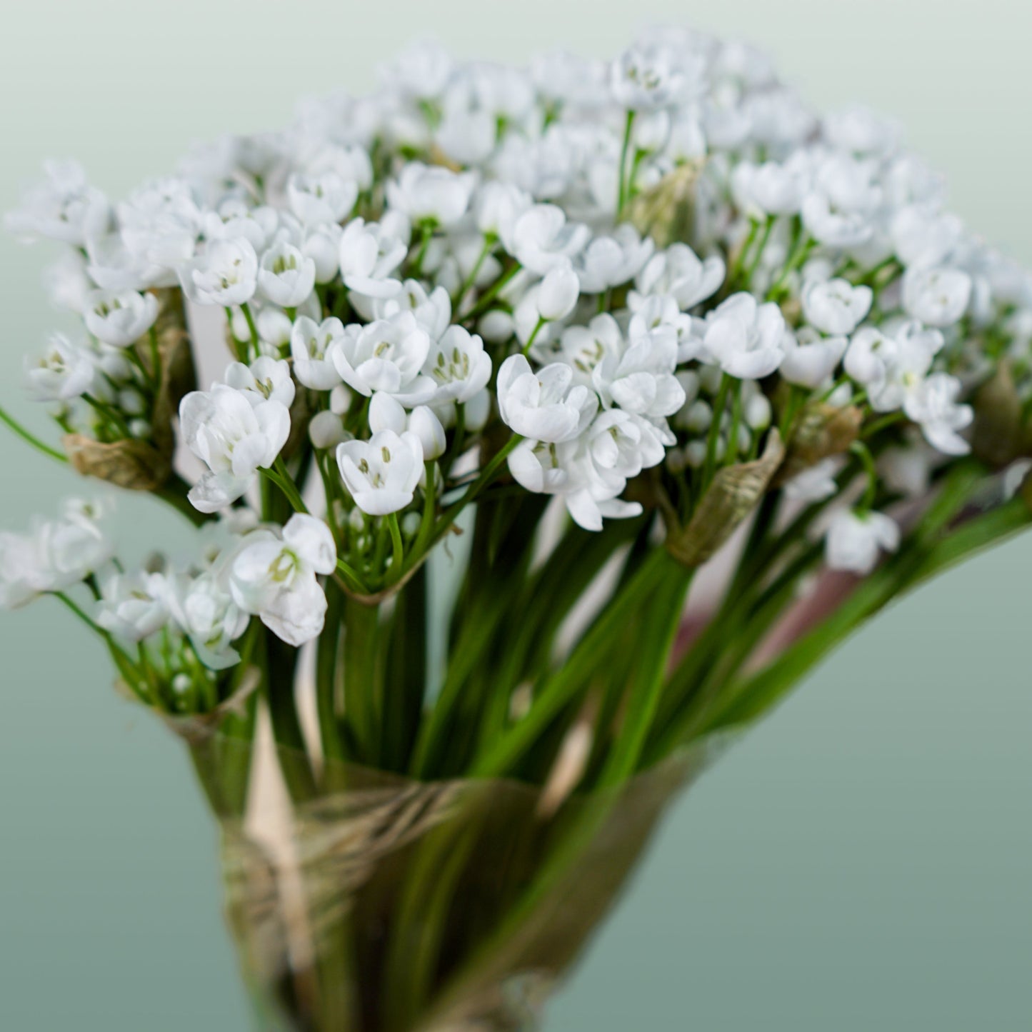 Allium Flocon