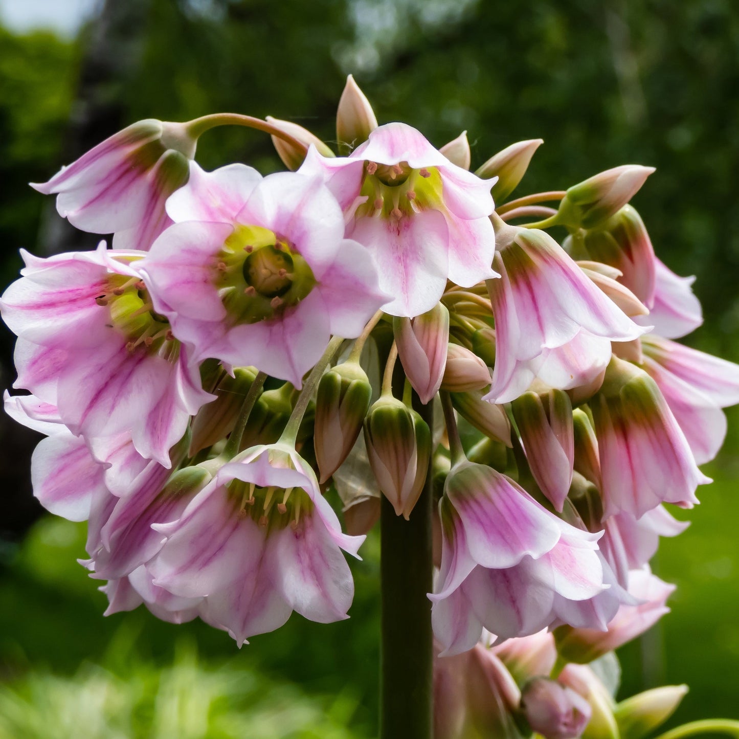 Allium Mixed Bulbs (25 Bulbs)