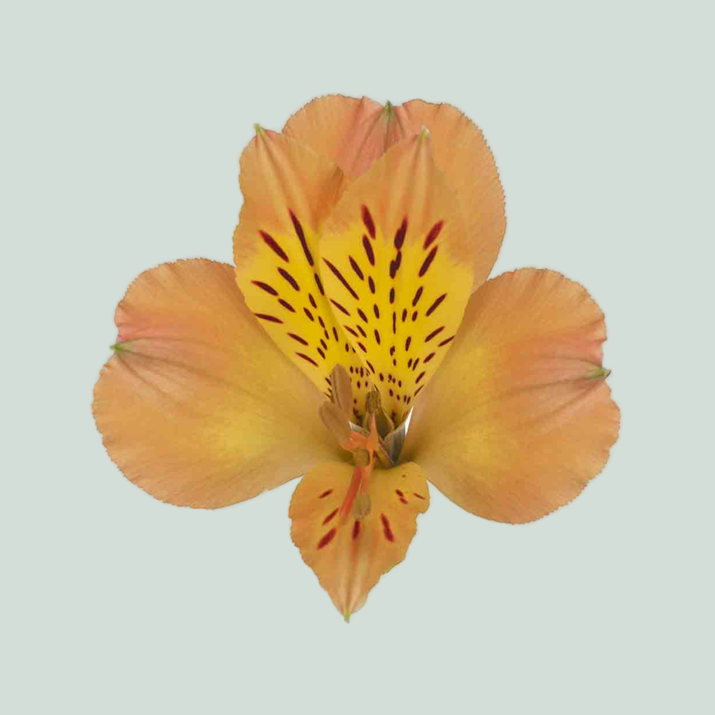 Orange Alstroemeria ‘Tesauro’ Cut Flowers – 75cm Stems