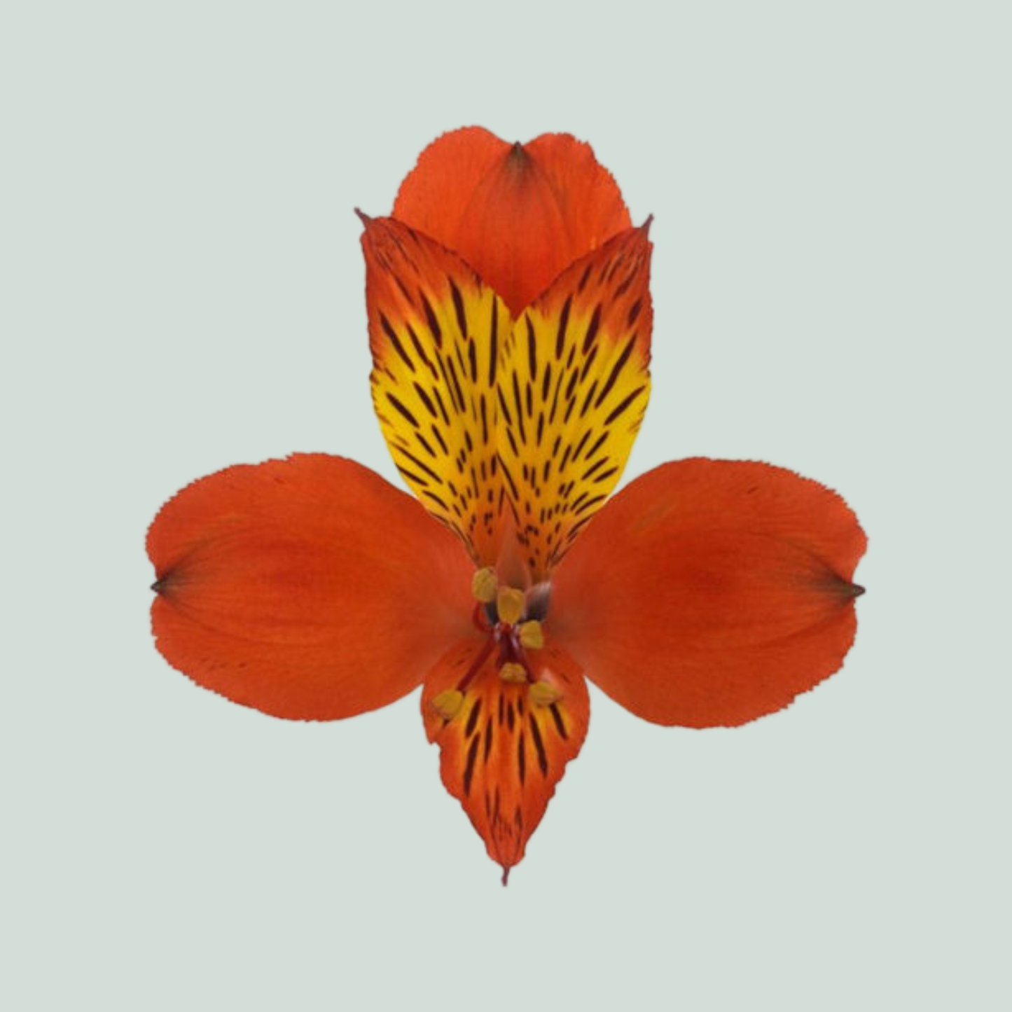 Alstroemeria Hiphop