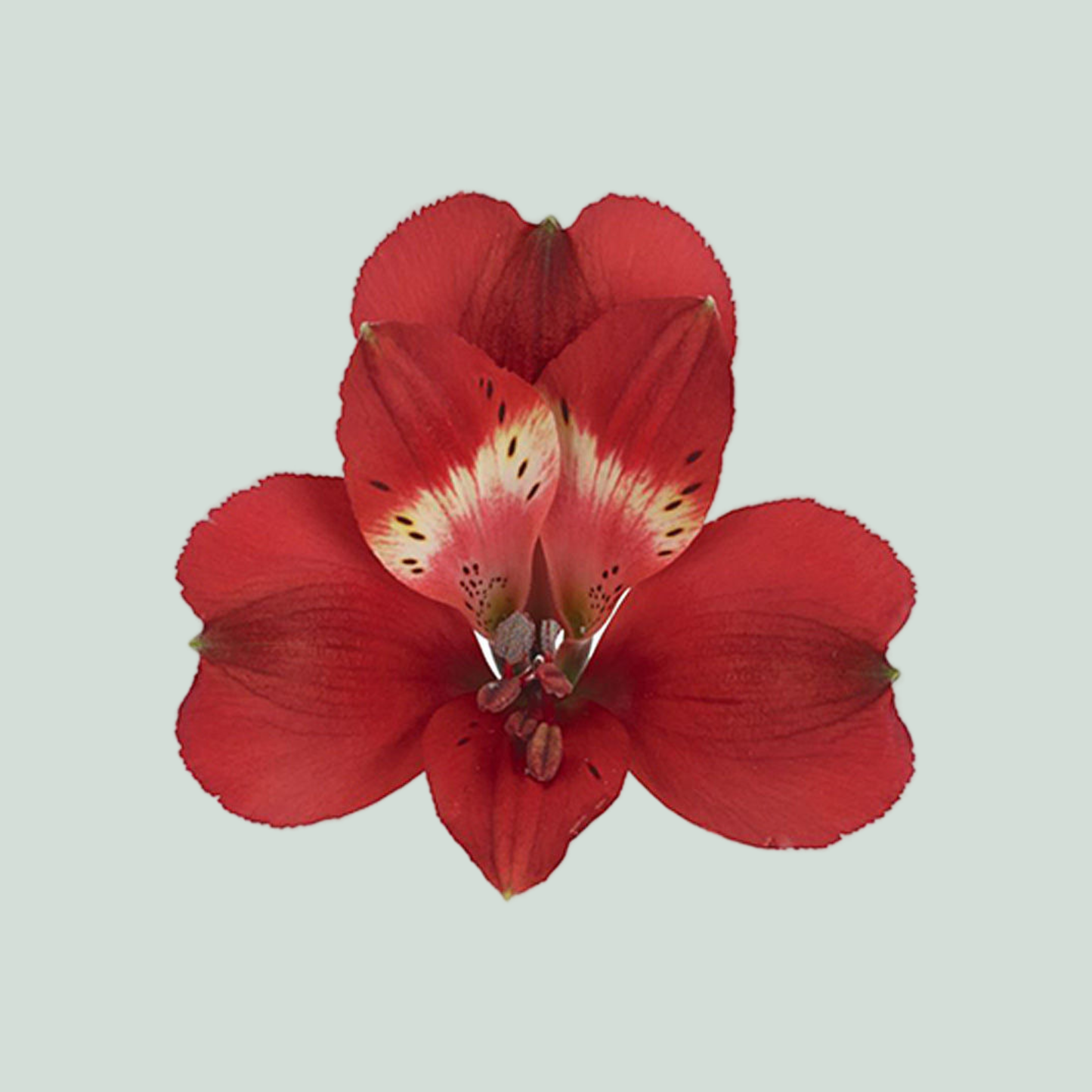 Alstroemeria Rumba
