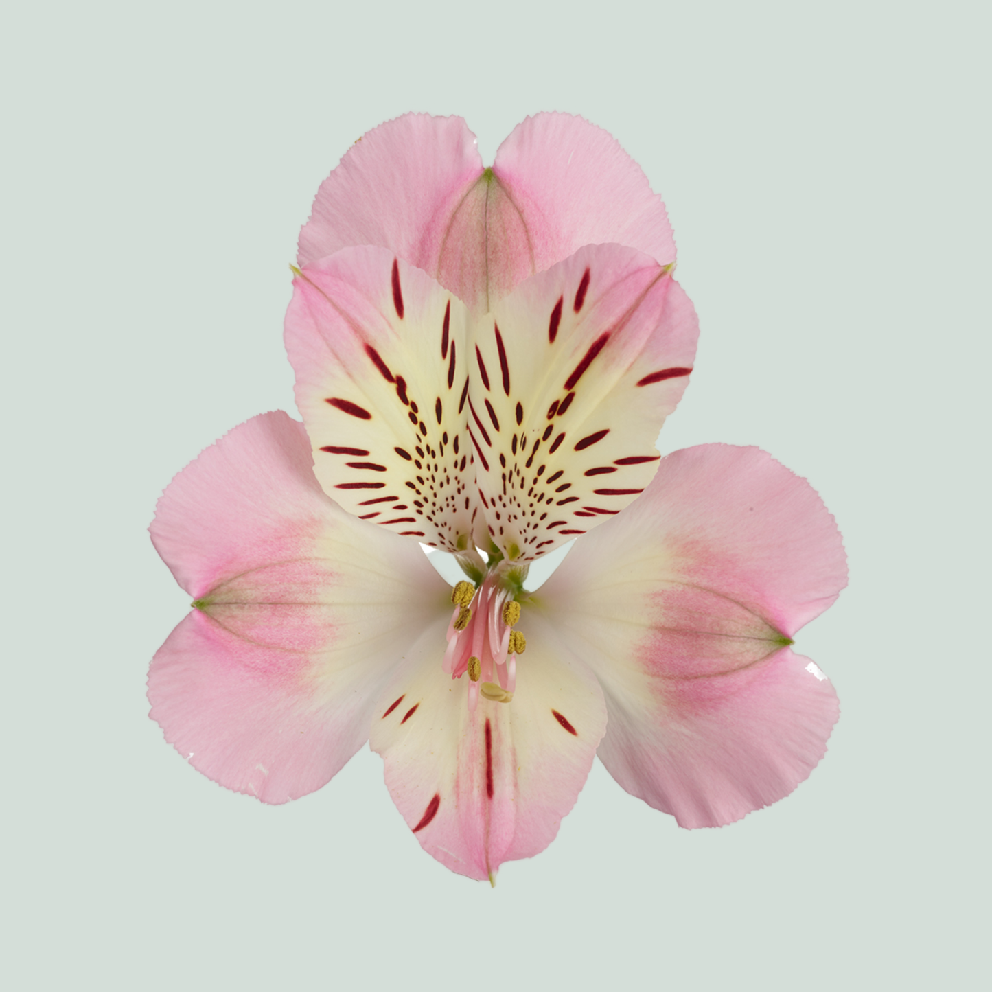 Alstroemeria Wonder Sweet