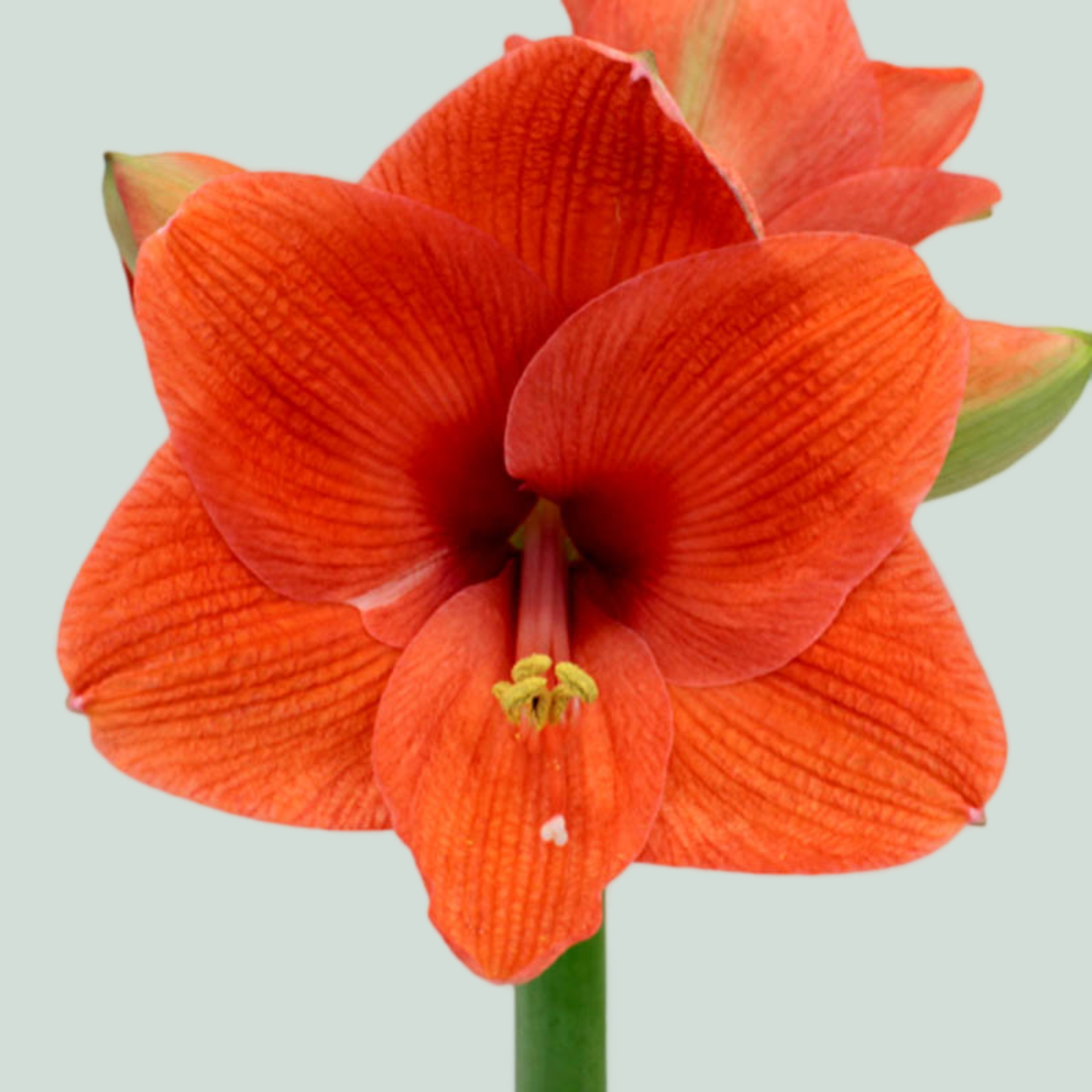 Amaryllis Desire