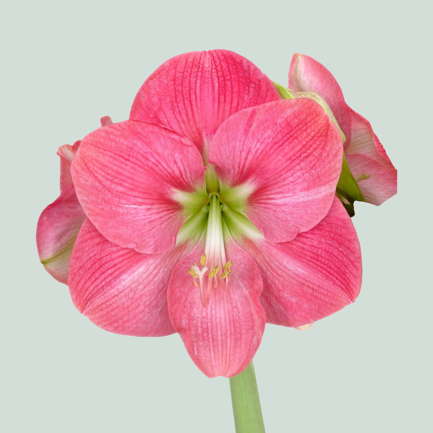 Amaryllis Hercules