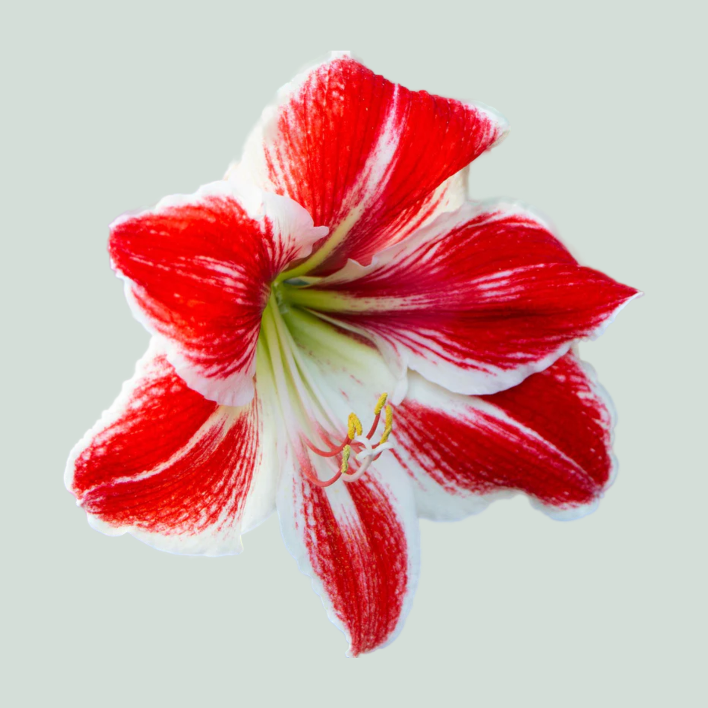 Amaryllis Popov