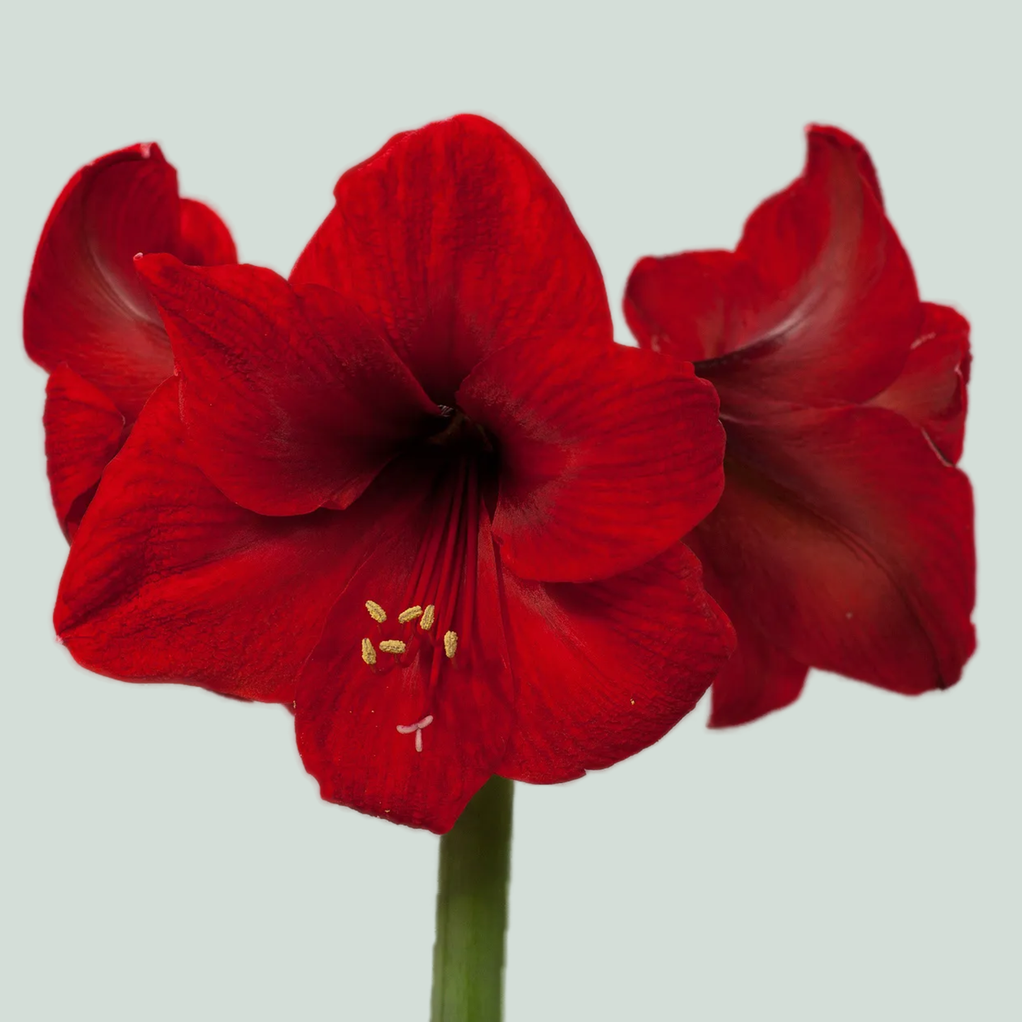 Amaryllis Red Lion