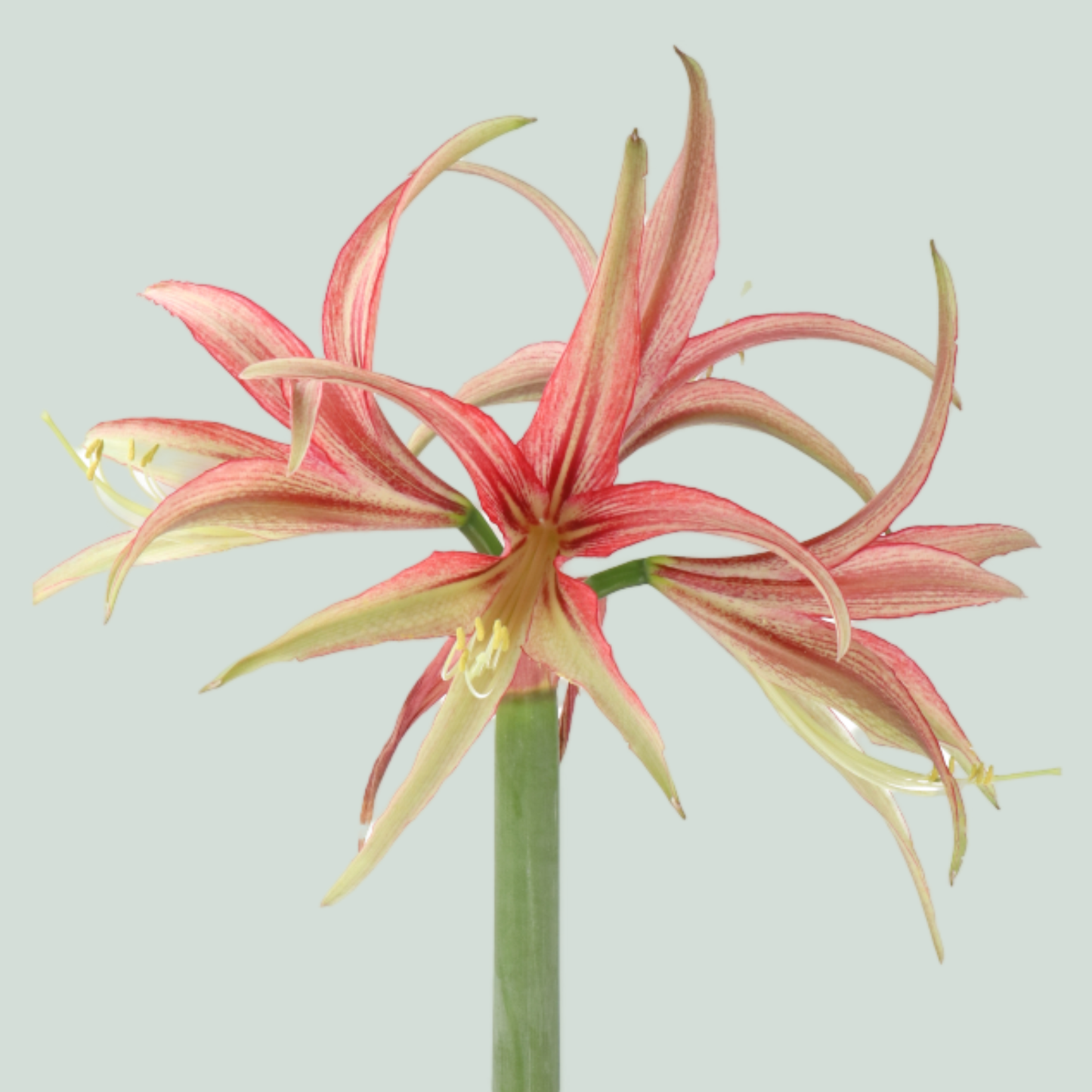 Amaryllis Tango
