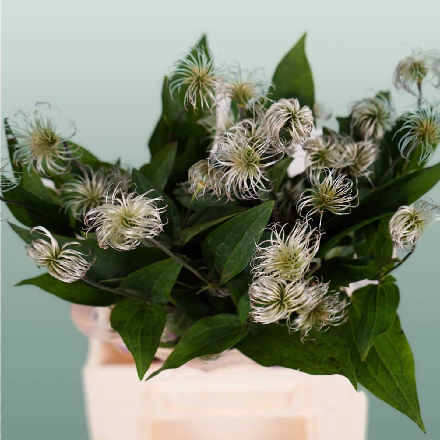 White Clematis ‘Amazing Kibo’ Cut Flowers – 60cm, 10 Stems