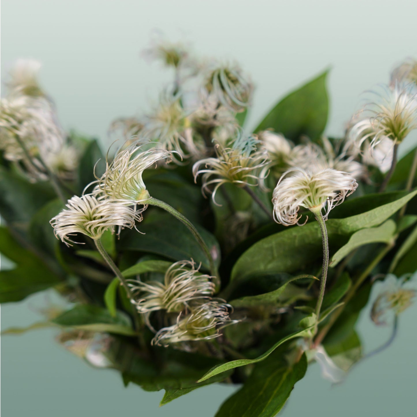 White Clematis ‘Amazing Kibo’ Cut Flowers – 60cm, 10 Stems