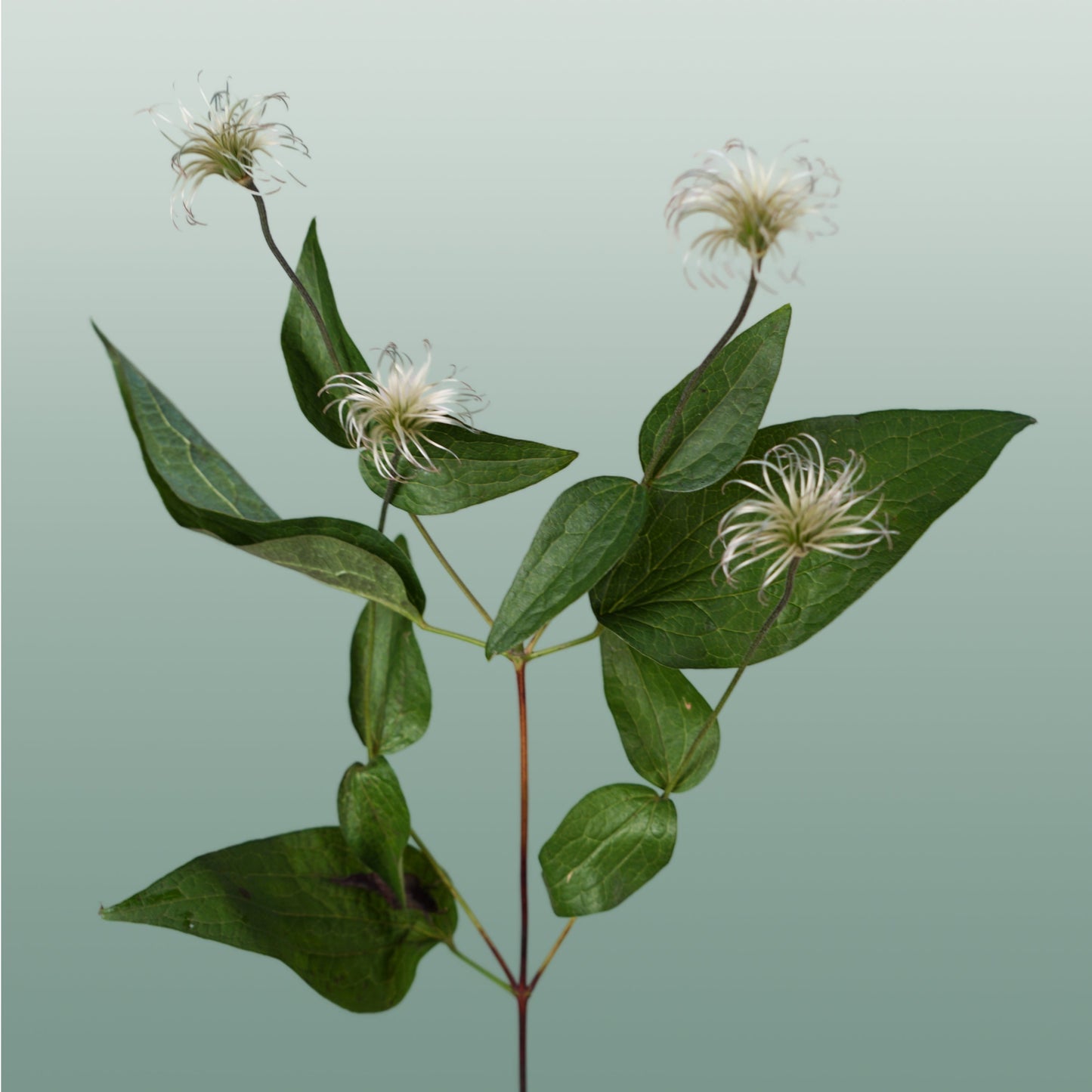 White Clematis ‘Amazing Kibo’ Cut Flowers – 60cm, 10 Stems