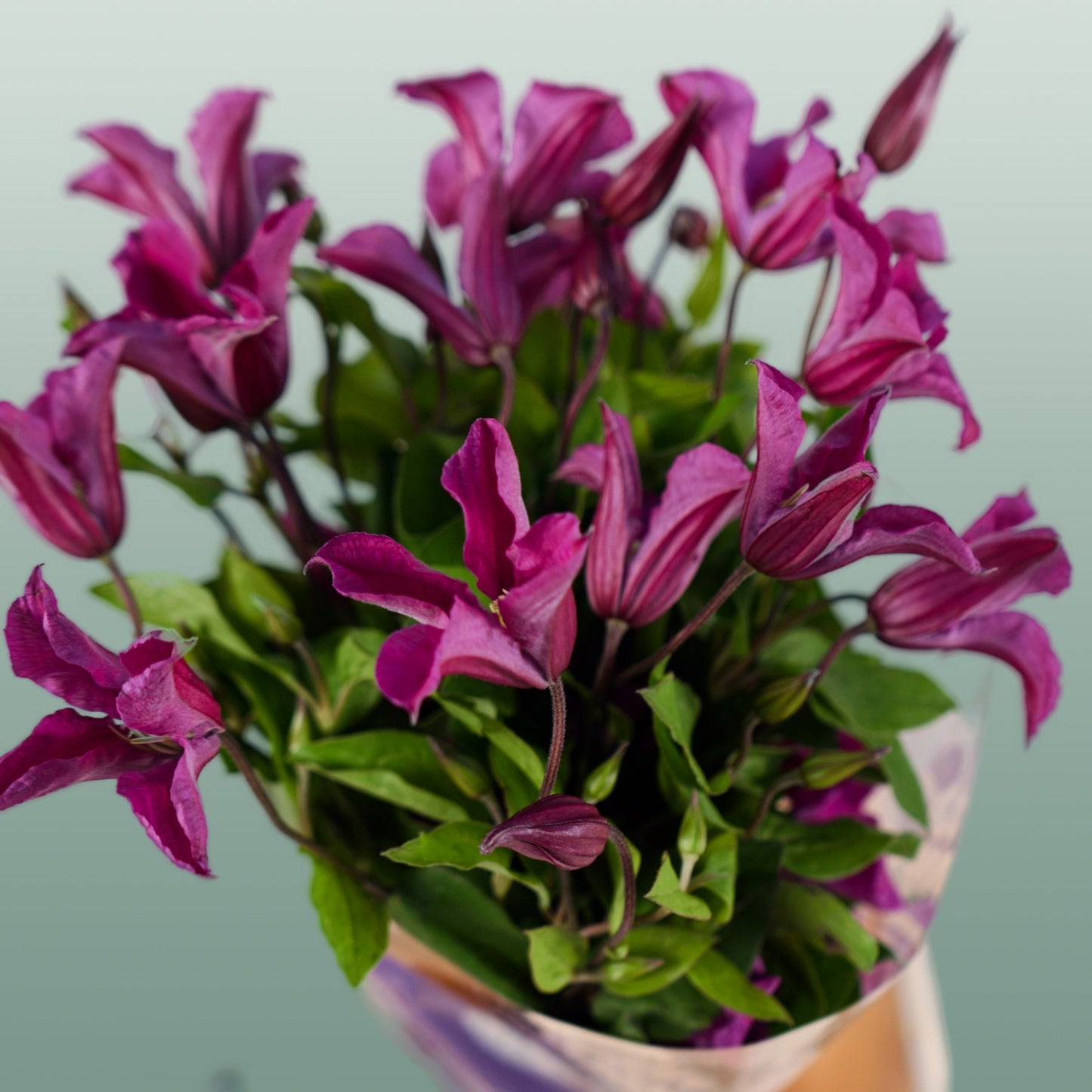 Pink Clematis ‘Amazing Kyiv’ Cut Flowers – 60cm Stems