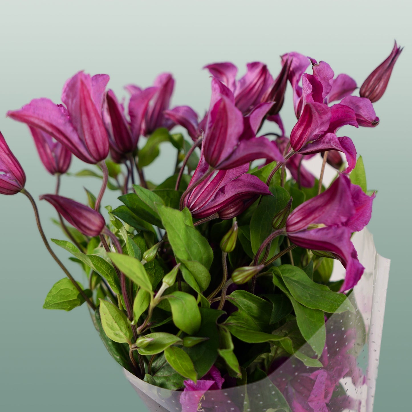 Pink Clematis ‘Amazing Kyiv’ Cut Flowers – 60cm Stems