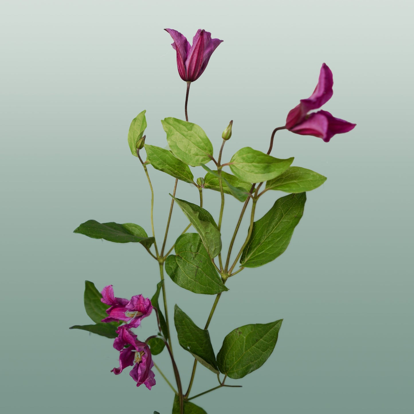 Pink Clematis ‘Amazing Kyiv’ Cut Flowers – 60cm Stems