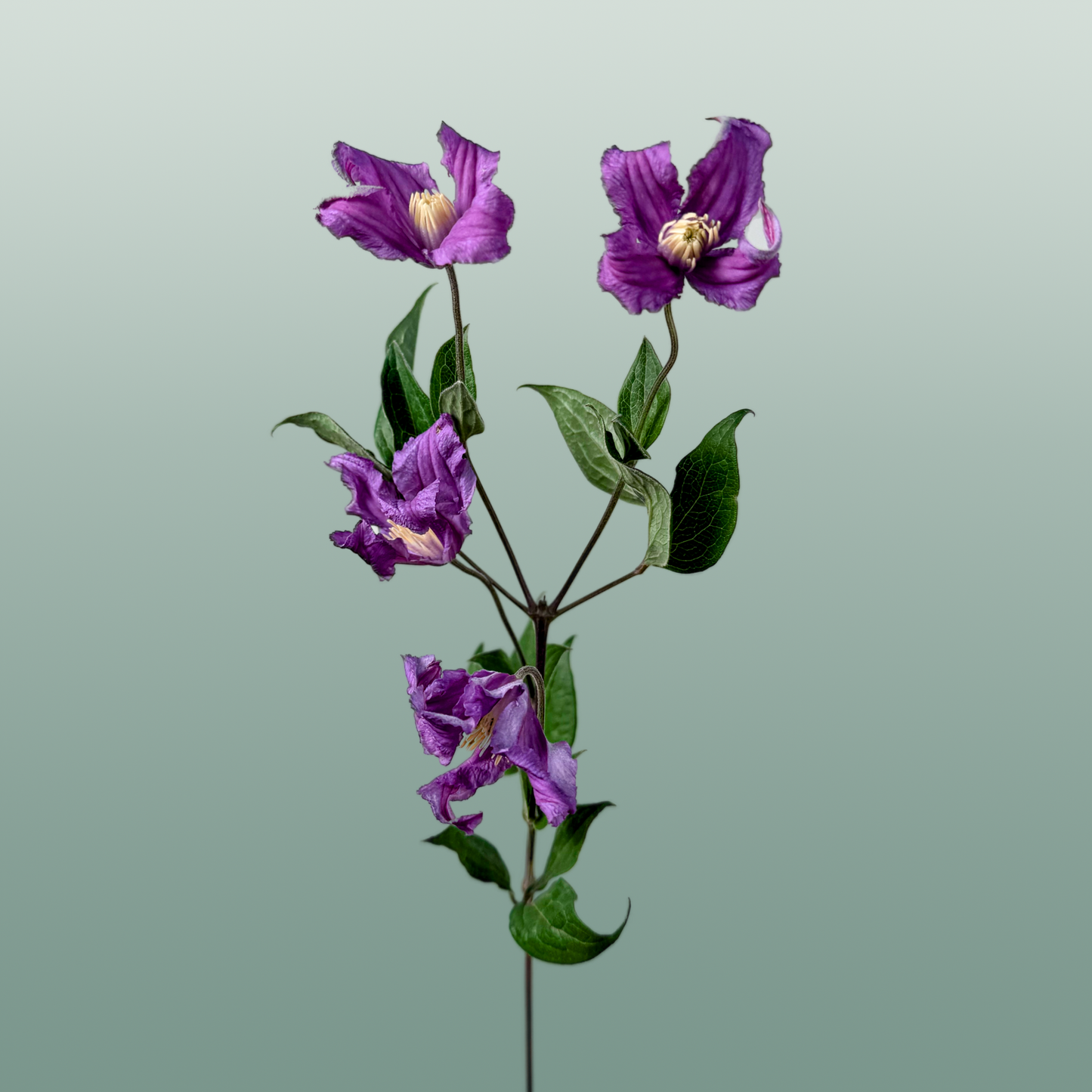 Blue Clematis ‘Amazing Rome’ – 60cm Cut Stems