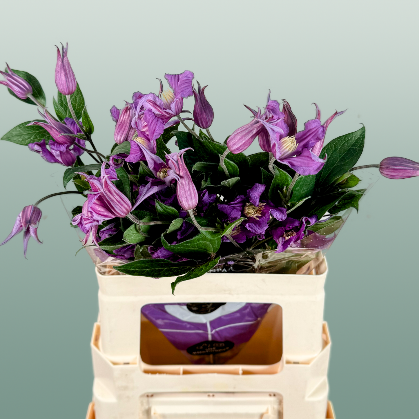 Blue Clematis ‘Amazing Rome’ – 60cm Cut Stems