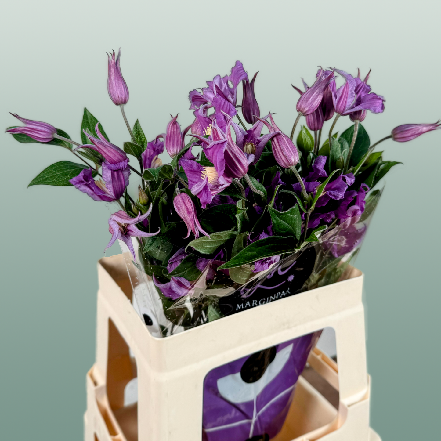 Blue Clematis ‘Amazing Rome’ – 60cm Cut Stems