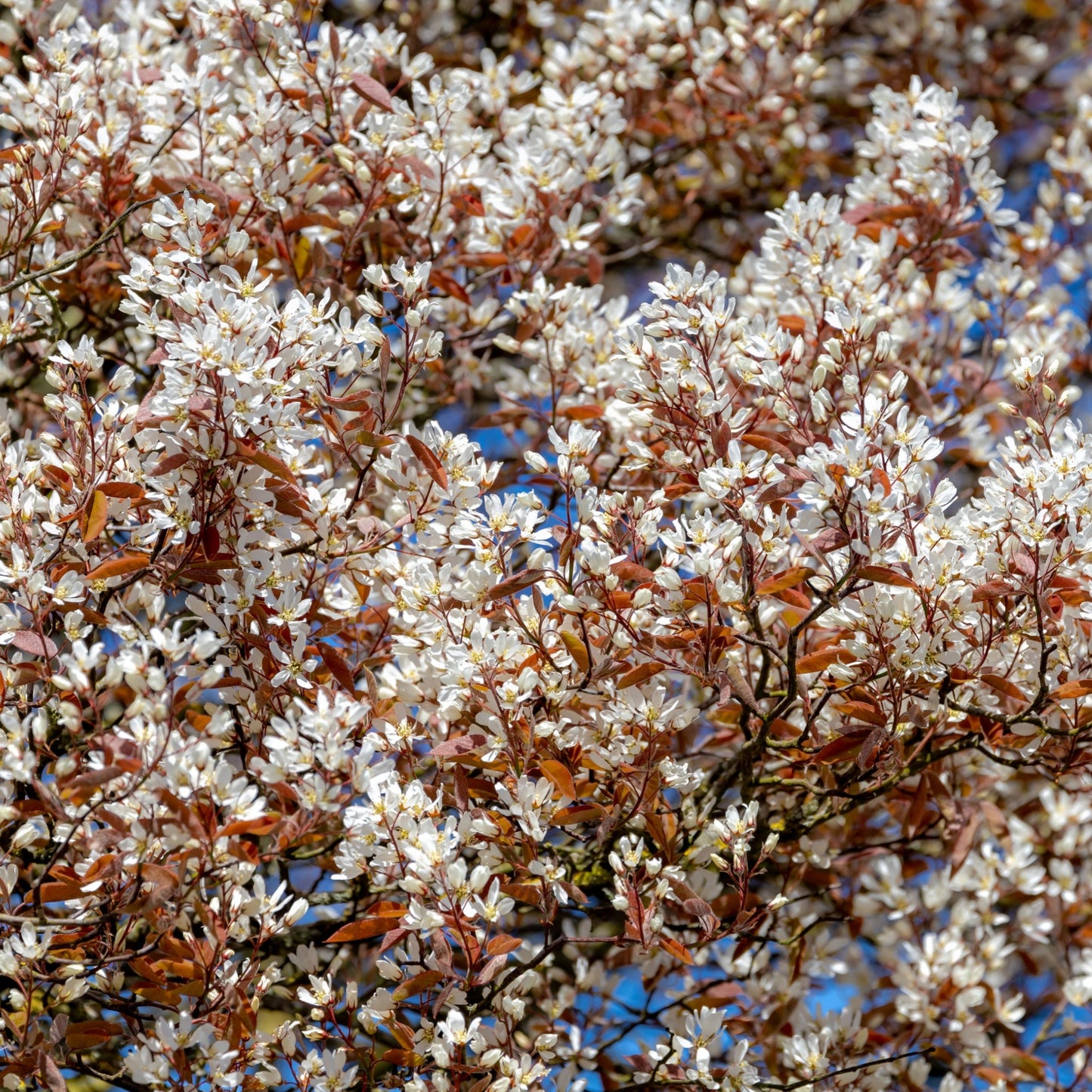 Amelanchier lamarckii 3.5L / 7.5L