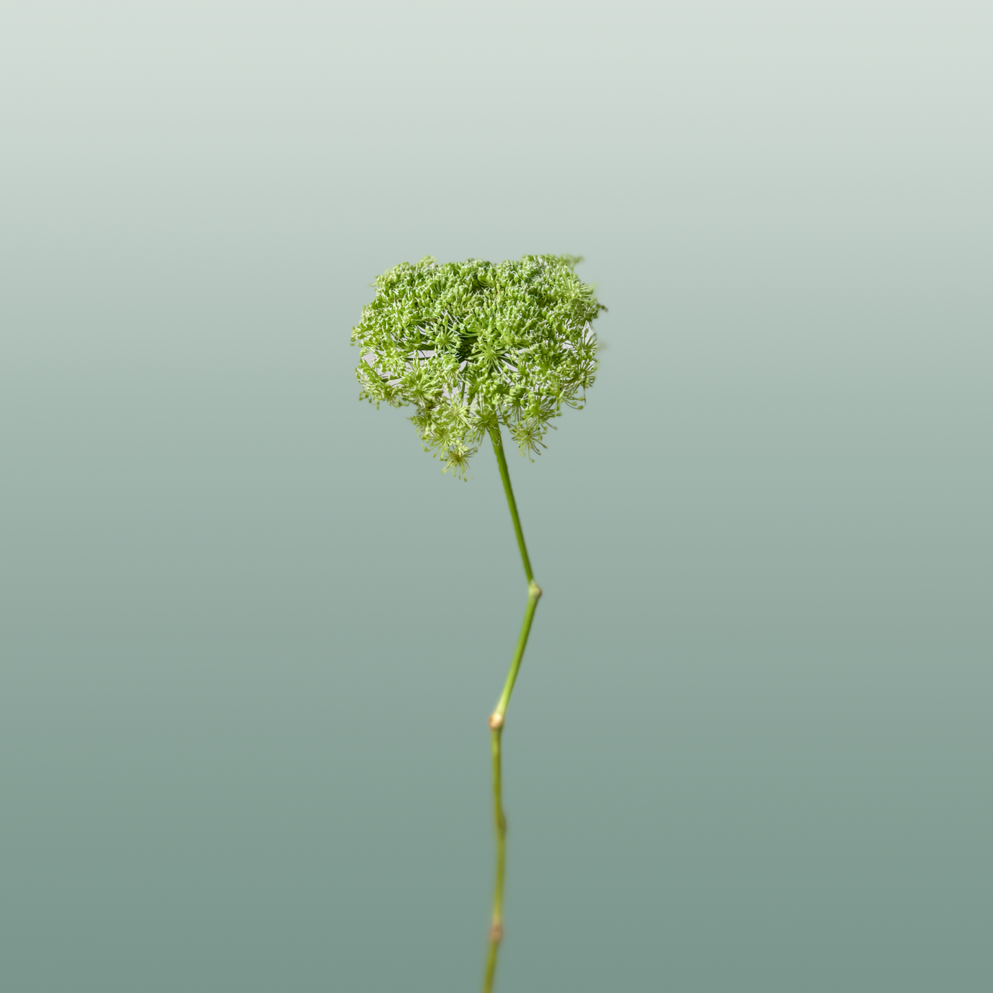 Ammi Green Mist White Cut Stems – 70cm