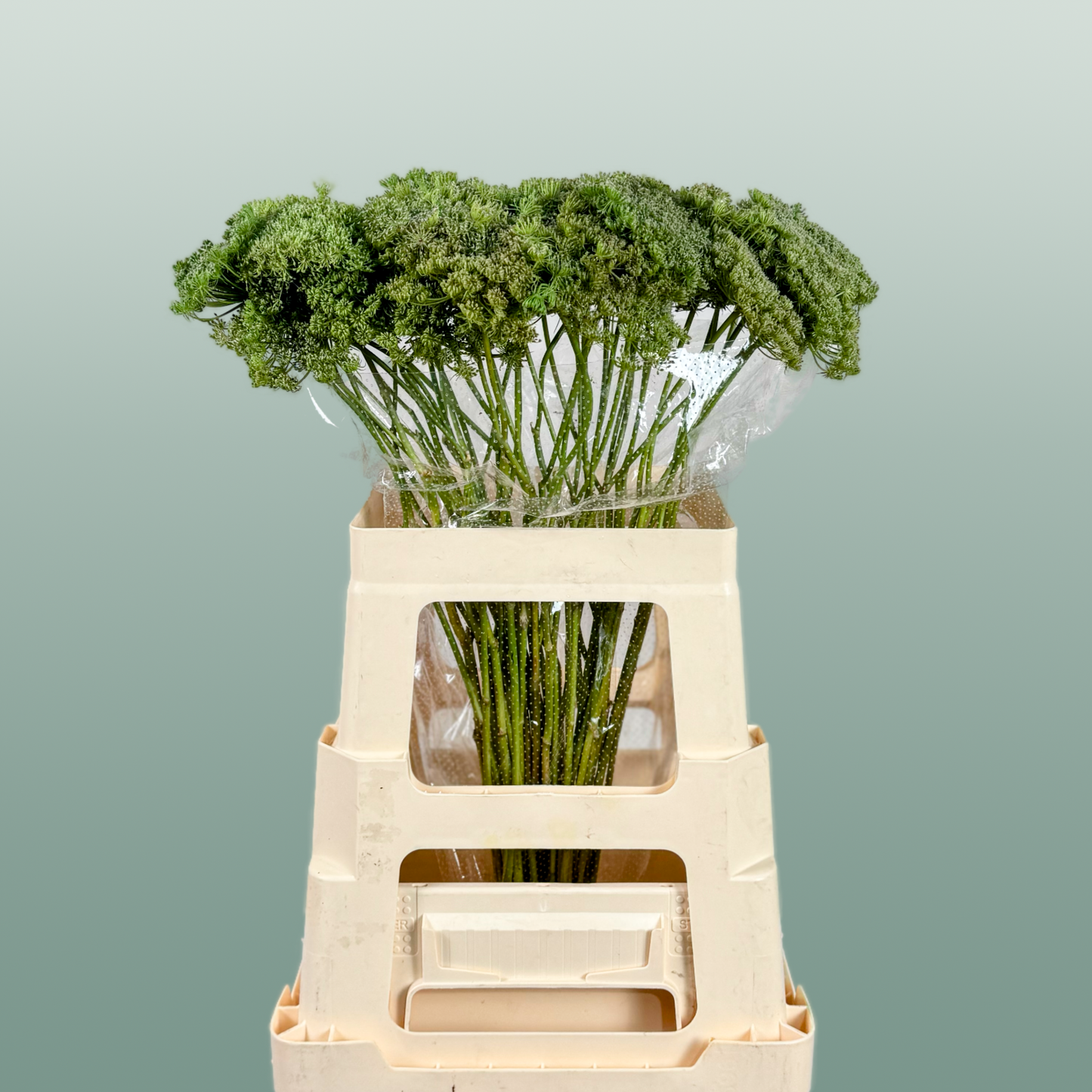 Ammi Green Mist White Cut Stems – 70cm