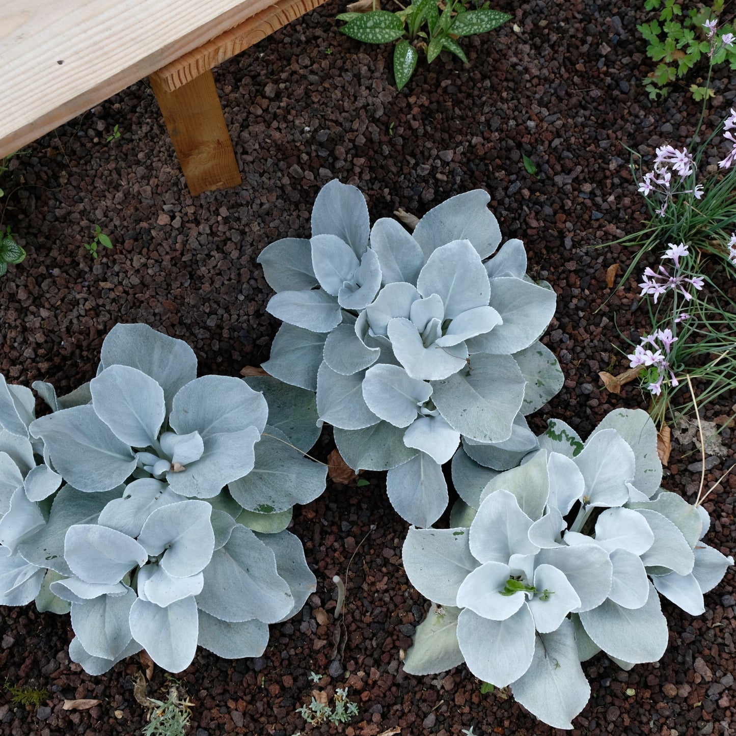 Senecio 'Angel Wings' Evergreen 1.5L/2L/5L