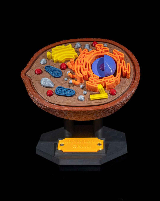 Animal Cell educational model