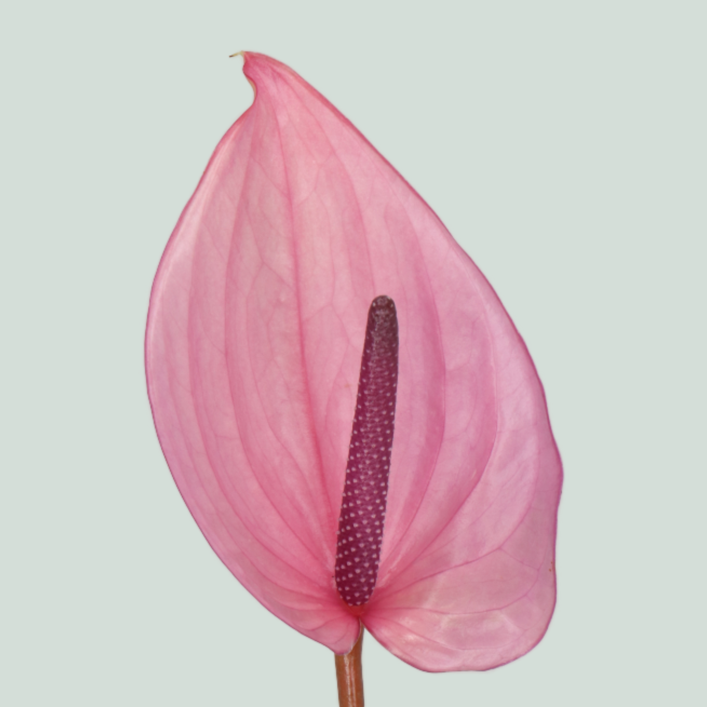 Anthurium Bellanca