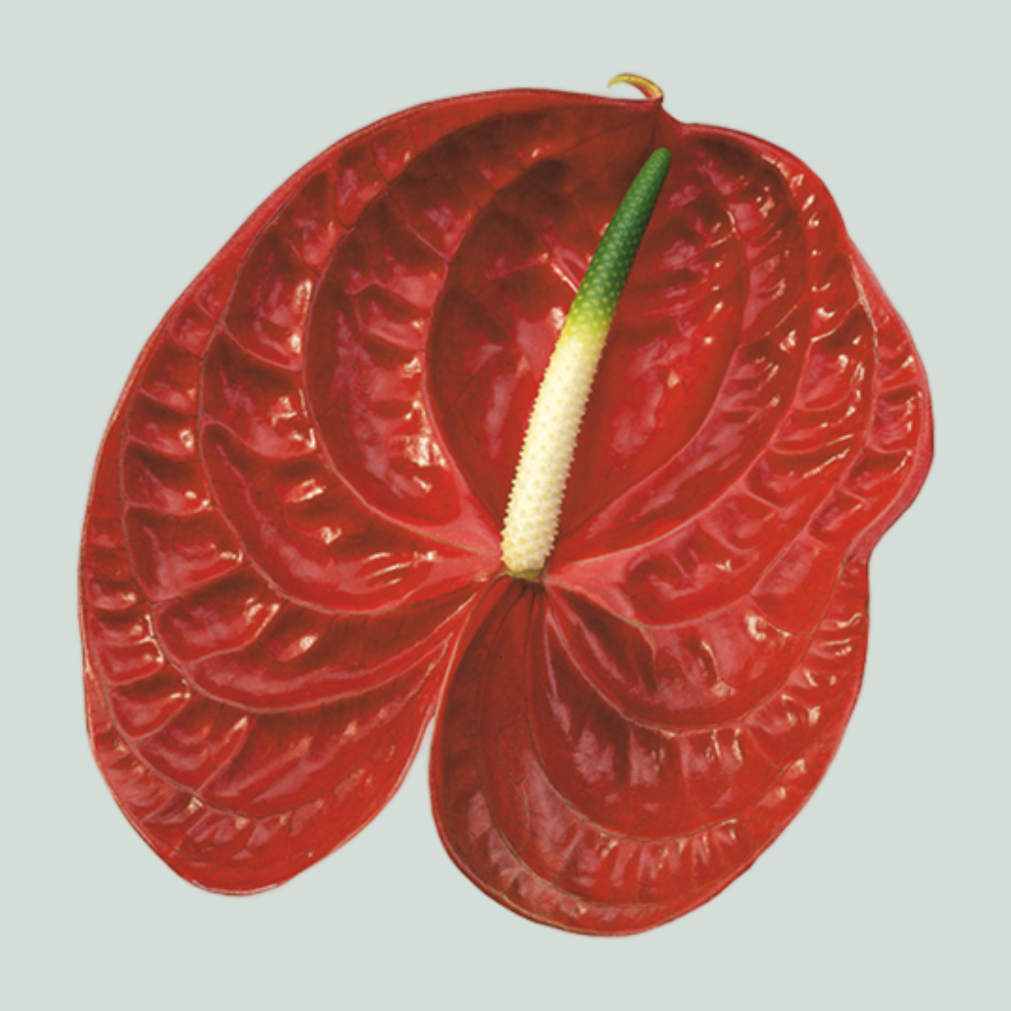Red Anthurium Calisto Cut Flowers – 50cm Stems