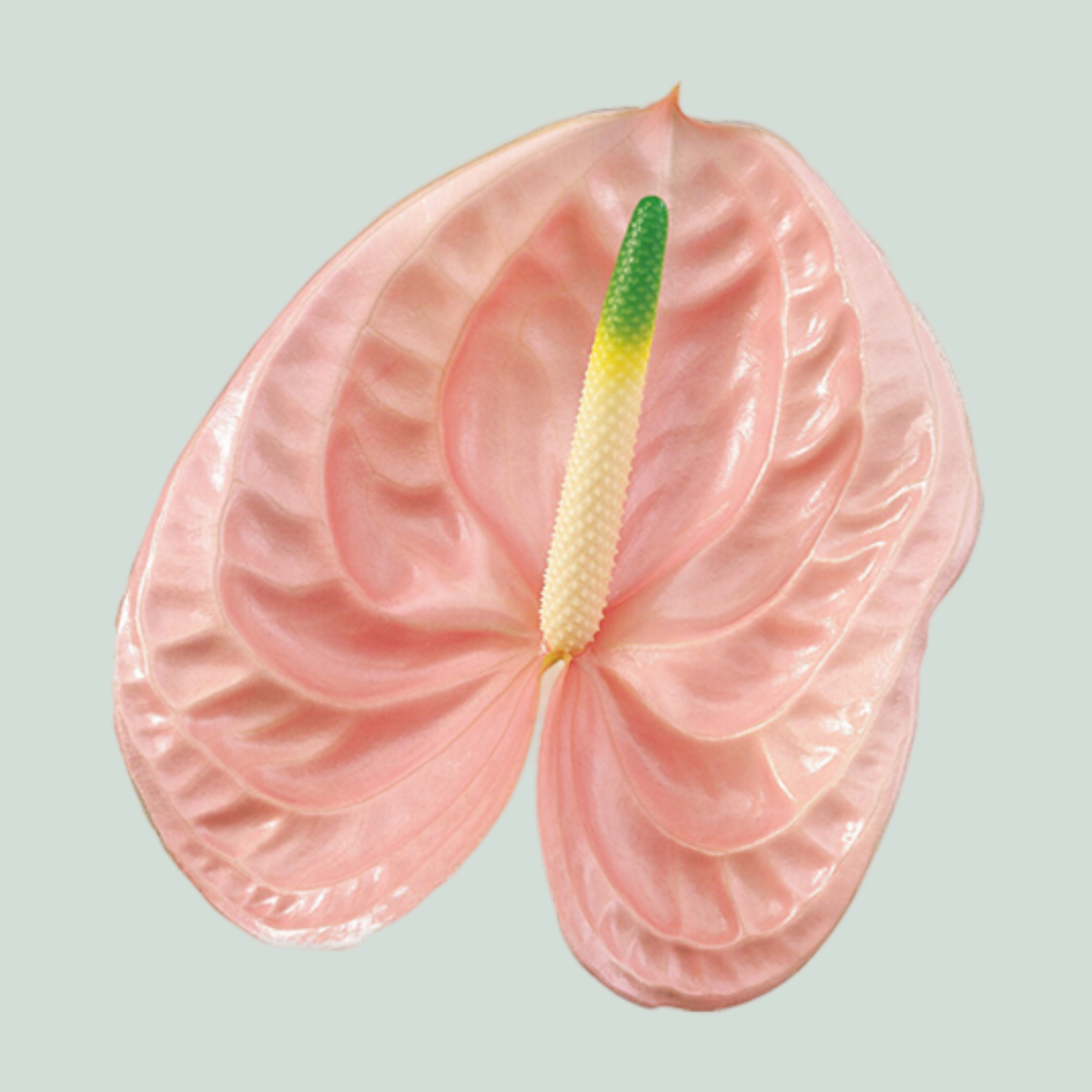 Pink Anthurium Antandra Cut Flowers – 55cm Stems