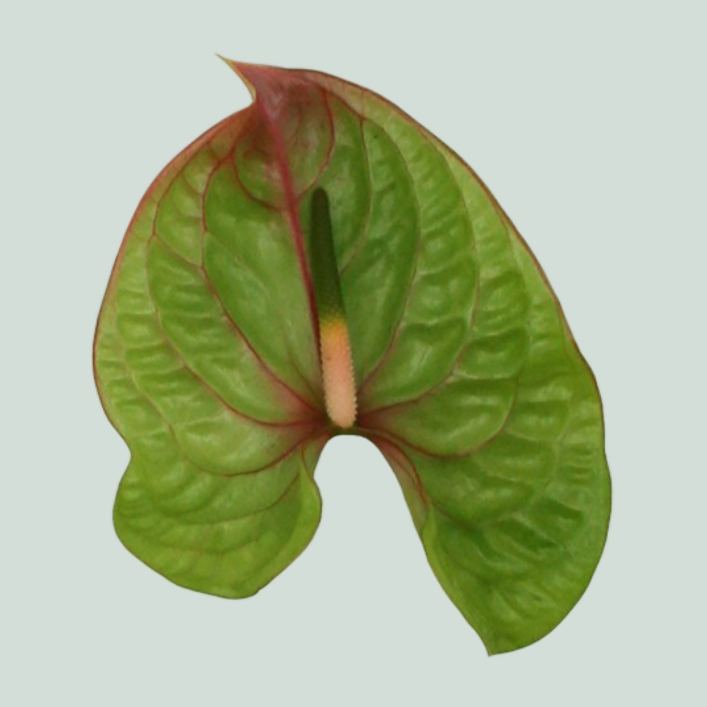 Green Anthurium ‘Elixer’ Cut Flowers – 35cm Stems