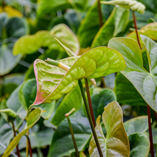 Green Anthurium ‘Elixer’ Cut Flowers – 35cm Stems