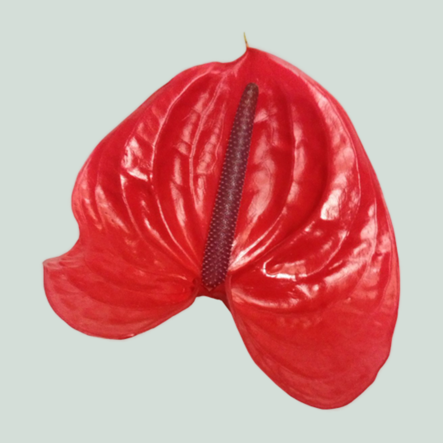 Anthurium Enjoy