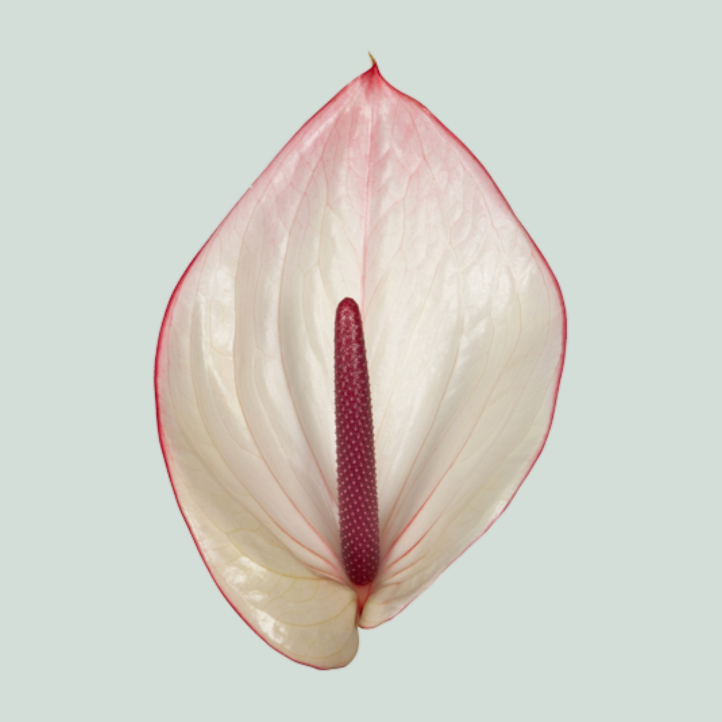 White Anthurium Cut Flowers – 45cm Stems