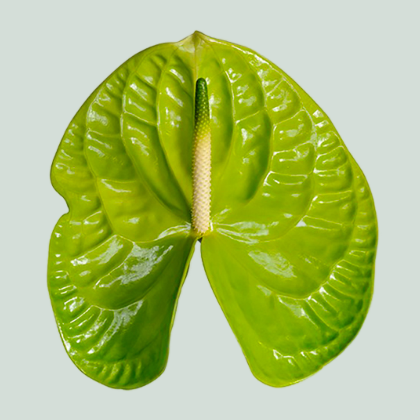 Green Anthurium Grand Slam Cut Flowers – 35cm Stems