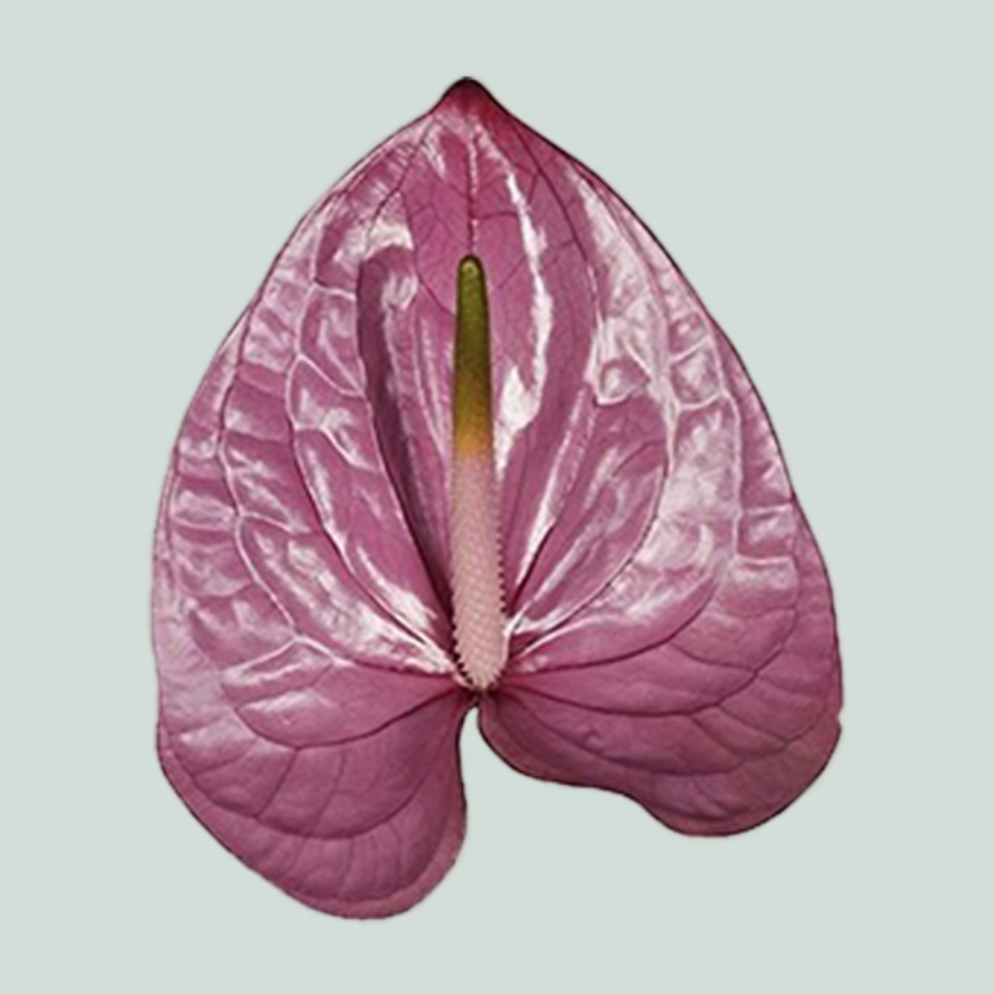 Purple Anthurium ‘Anthisiwa’ Cut Flowers – 35cm Stems